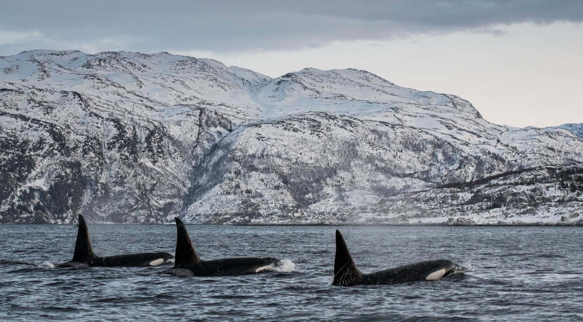 Photo from 7-Day Orca & Humpback Whale Expedition in Seglvik safari tour