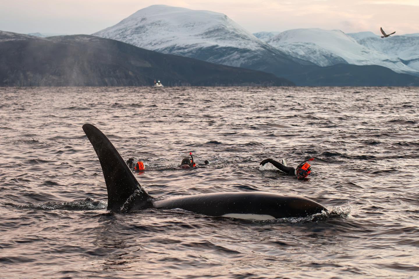 Photo from 7-Day Orca & Humpback Whale Expedition in Seglvik safari tour