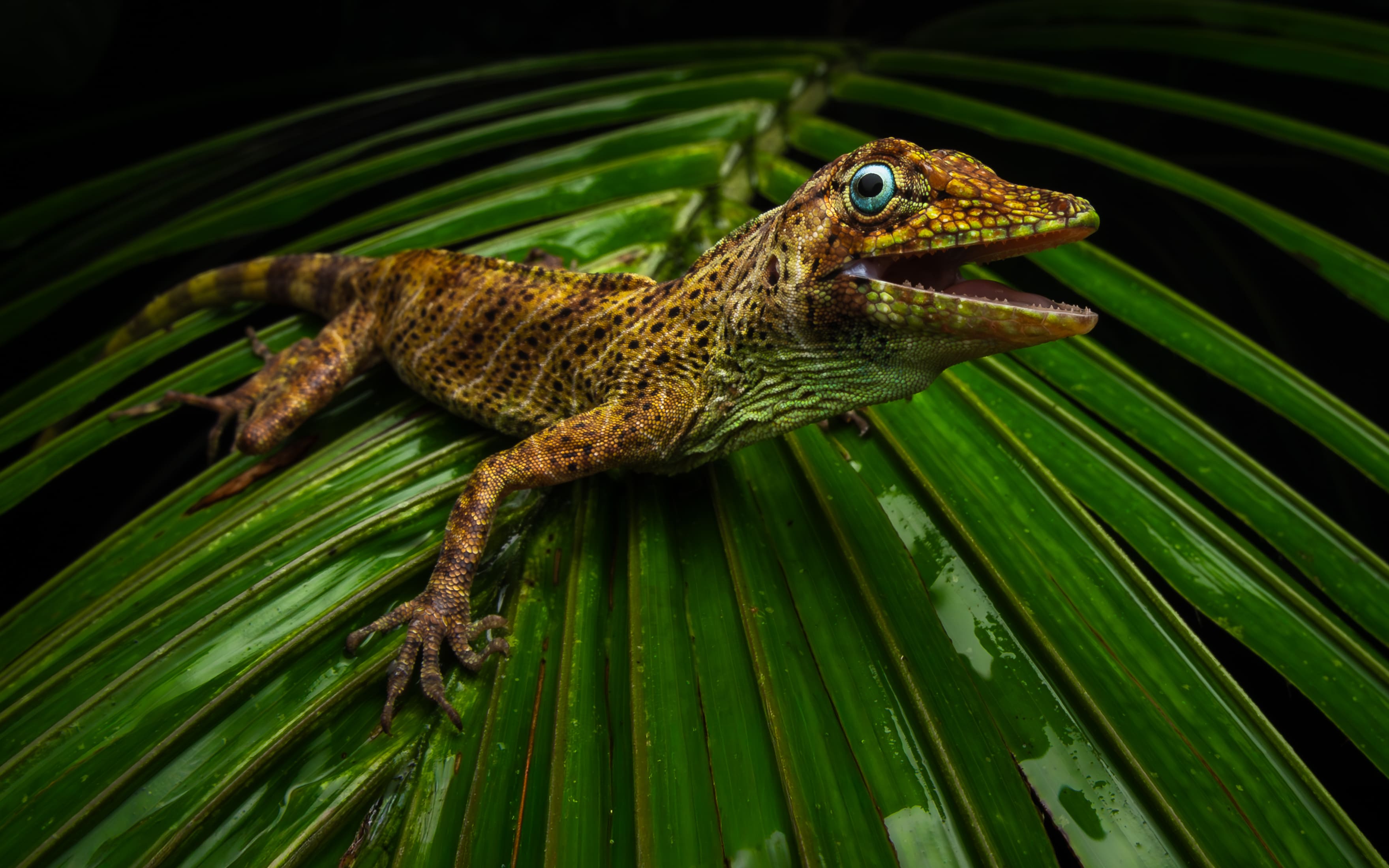 Photo from Peru Poison Frog Photography Tour safari tour