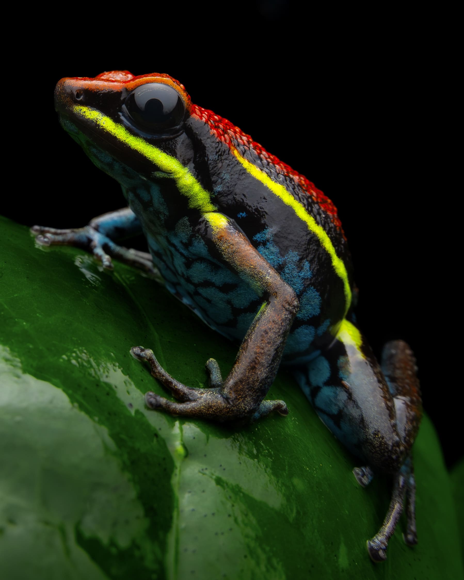 Photo from Peru Poison Frog Photography Tour safari tour