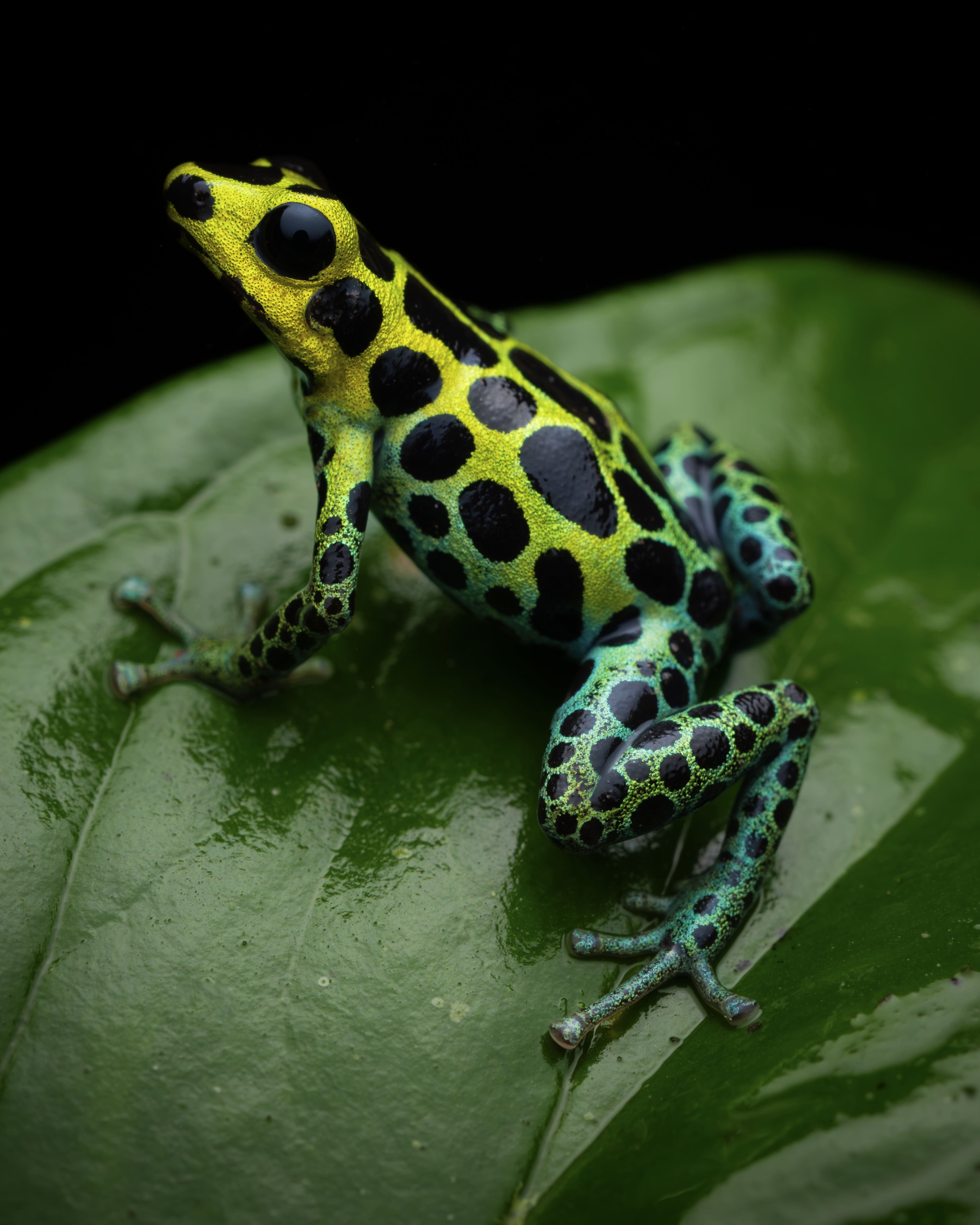 Photo from Peru Poison Frog Photography Tour safari tour