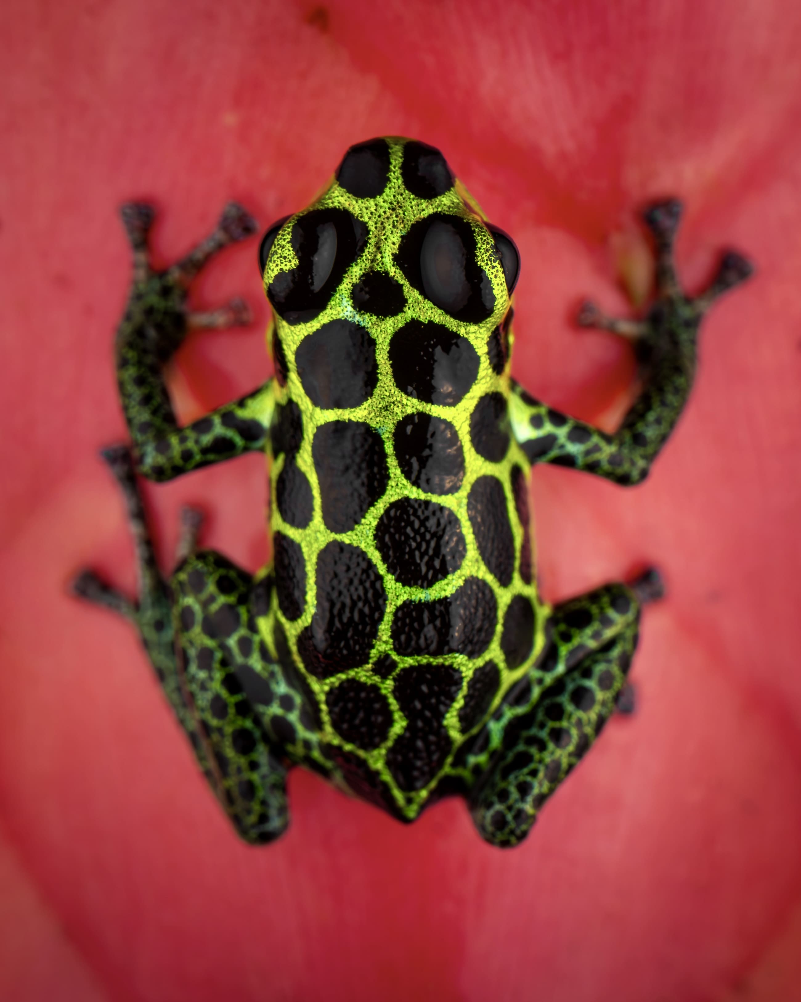 Photo from Peru Poison Frog Photography Tour safari tour