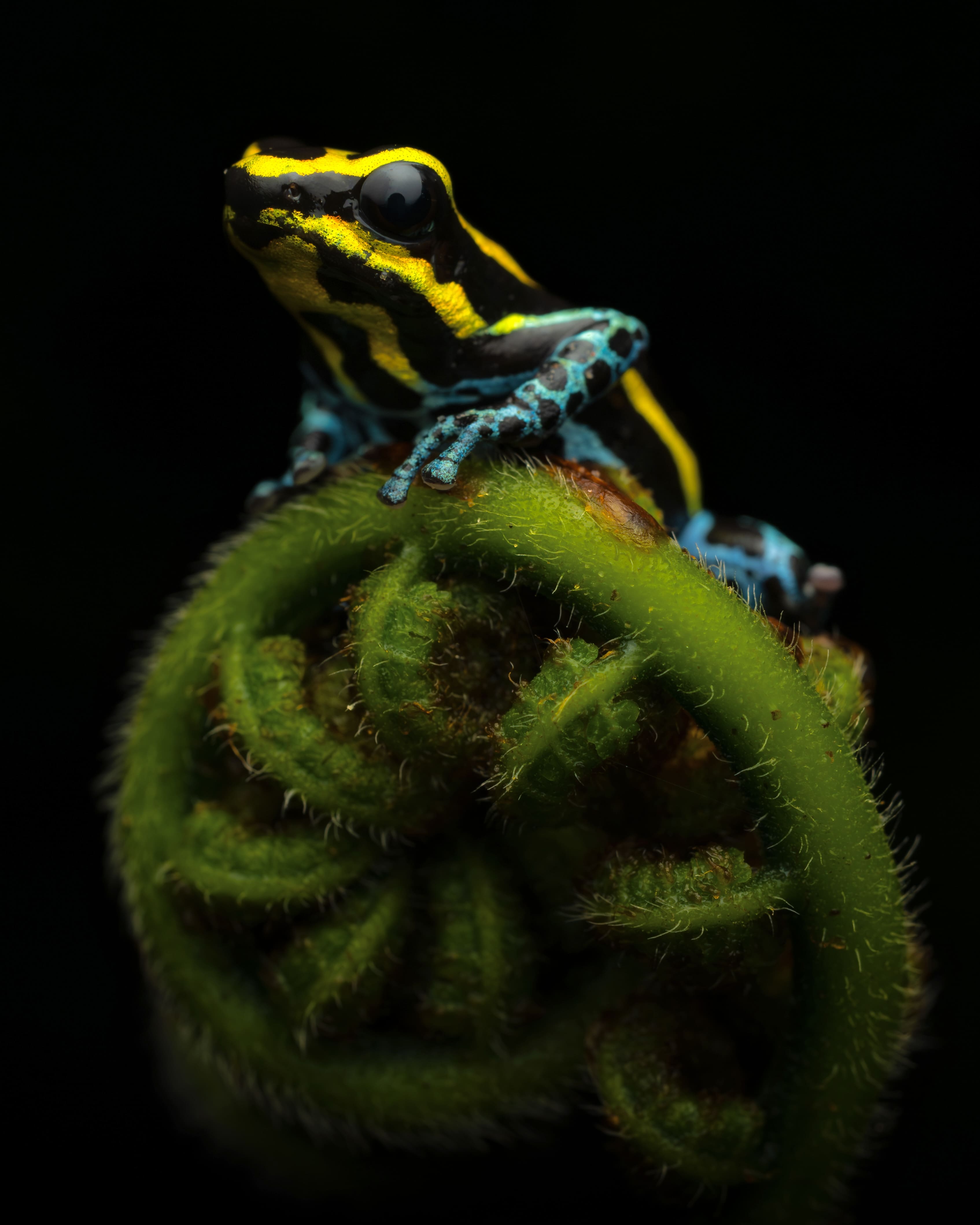 Photo from Peru Poison Frog Photography Tour safari tour