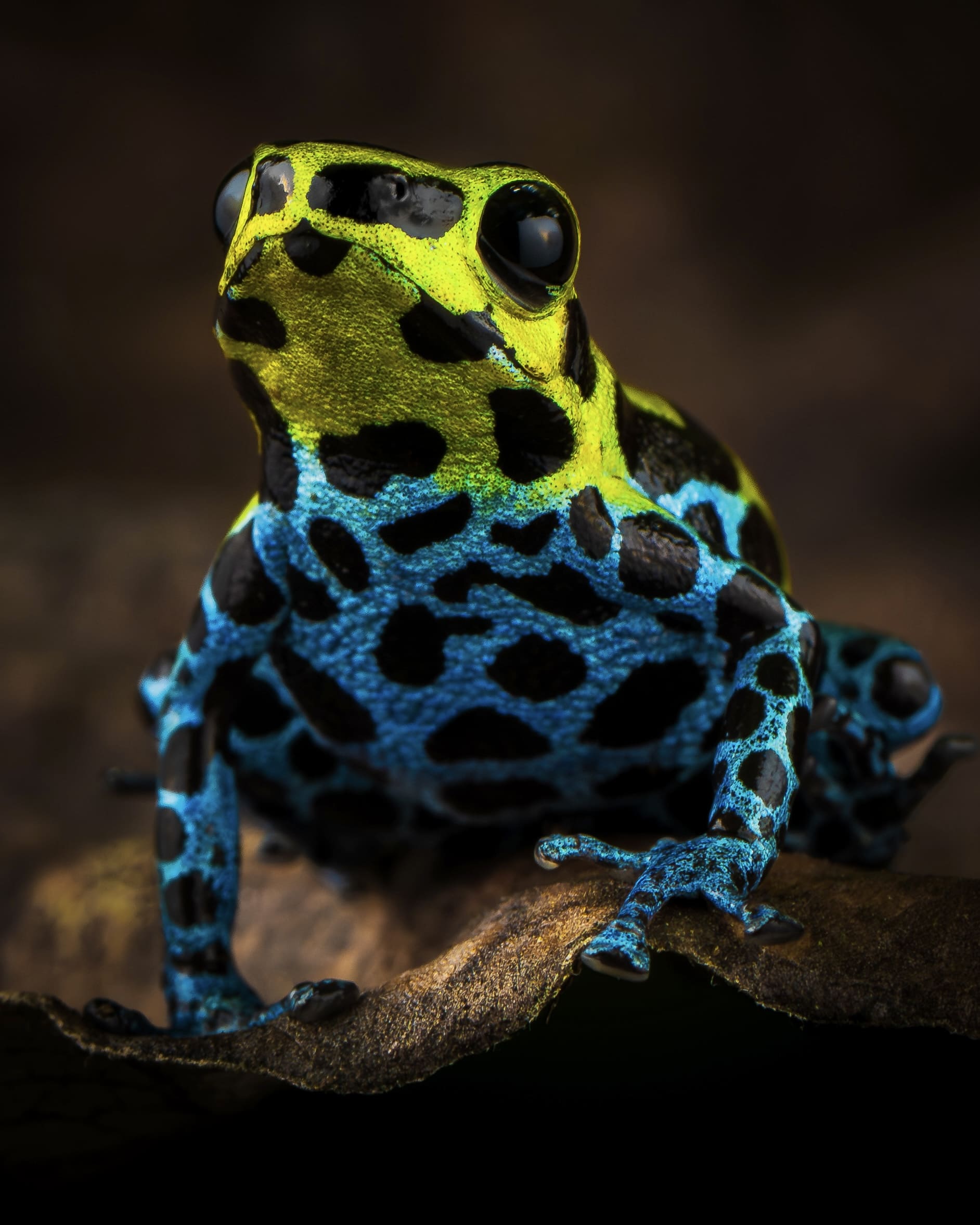Photo from Peru Poison Frog Photography Tour safari tour