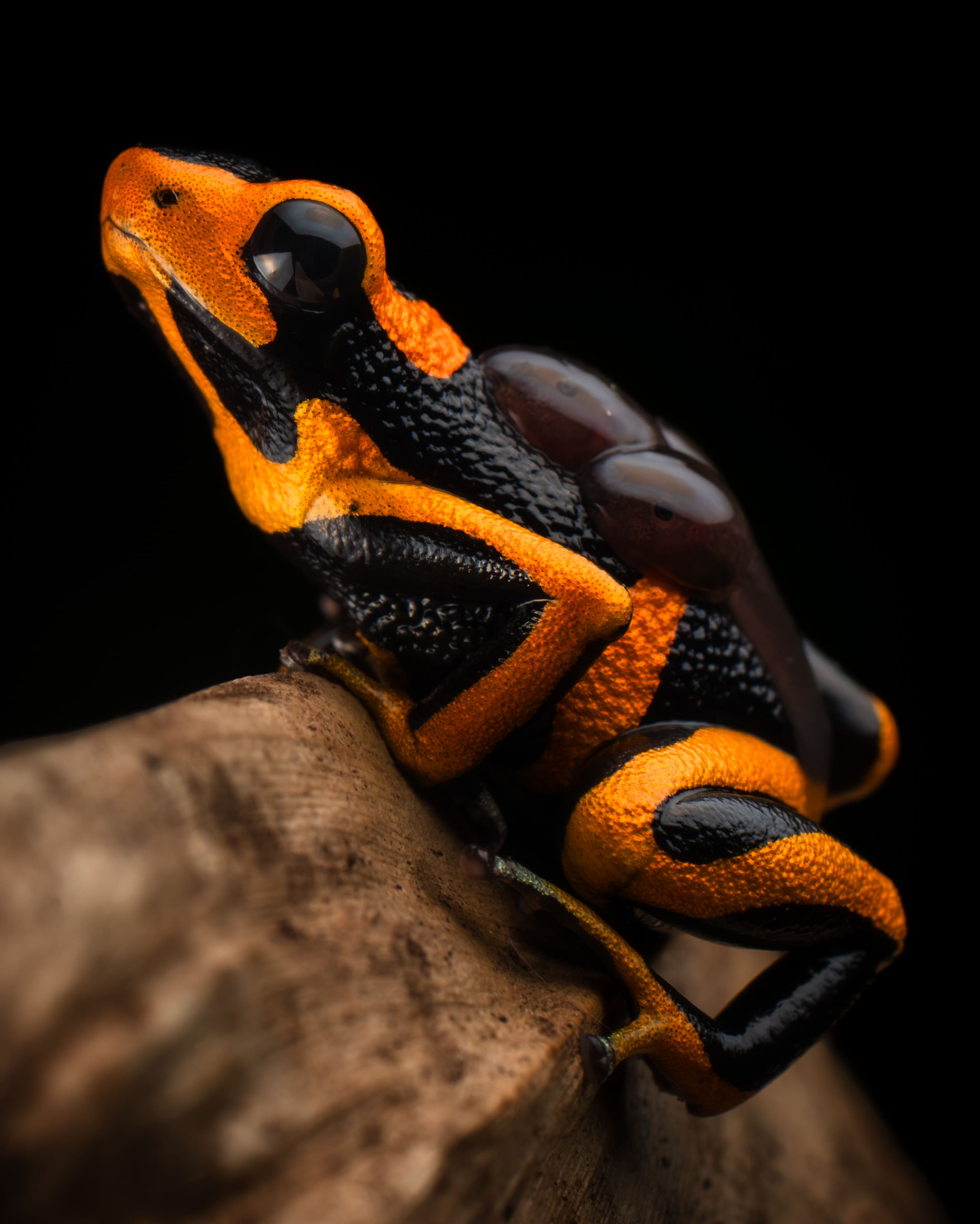 Photo from Peru Poison Frog Photography Tour safari tour