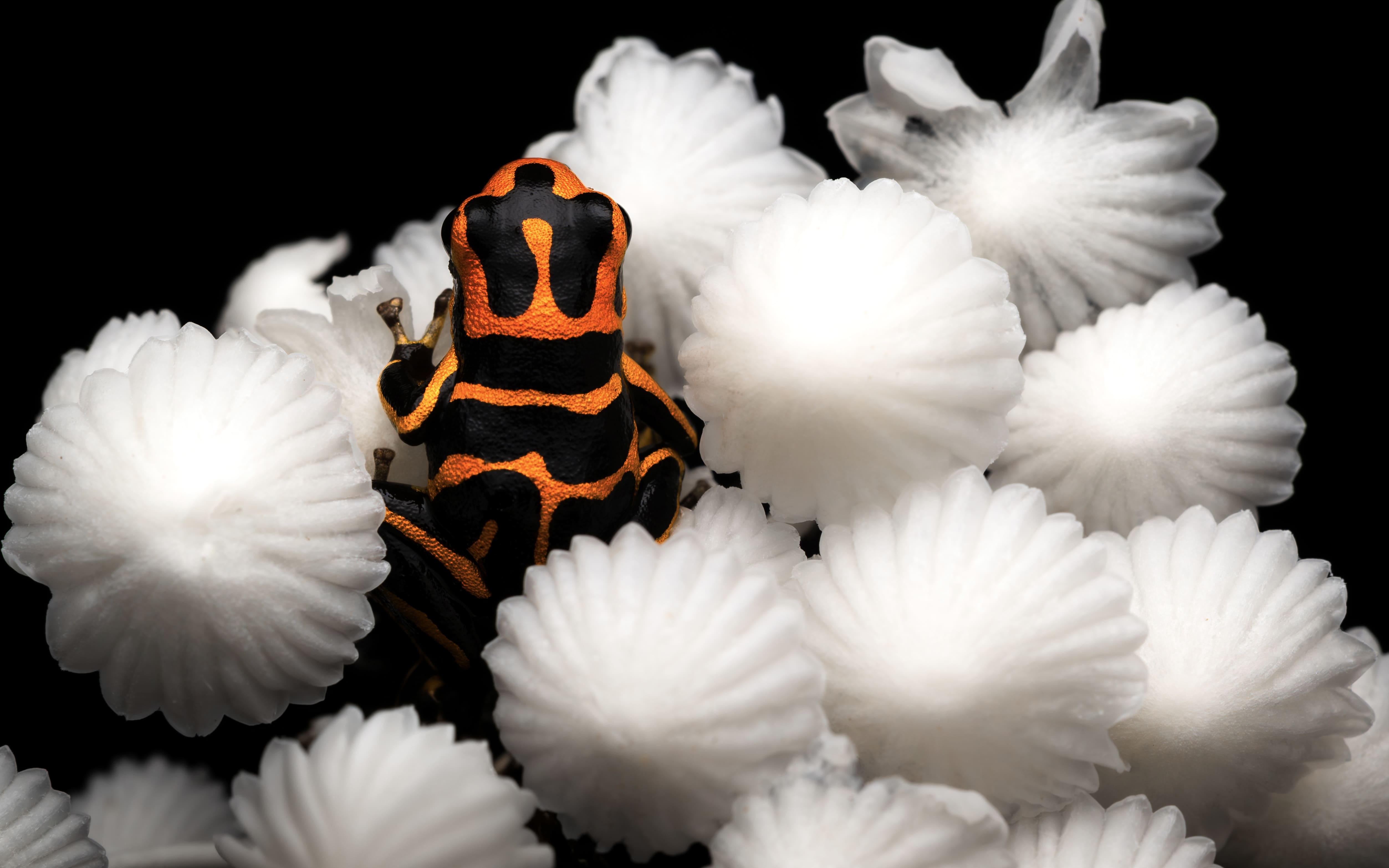 Photo from Peru Poison Frog Photography Tour safari tour