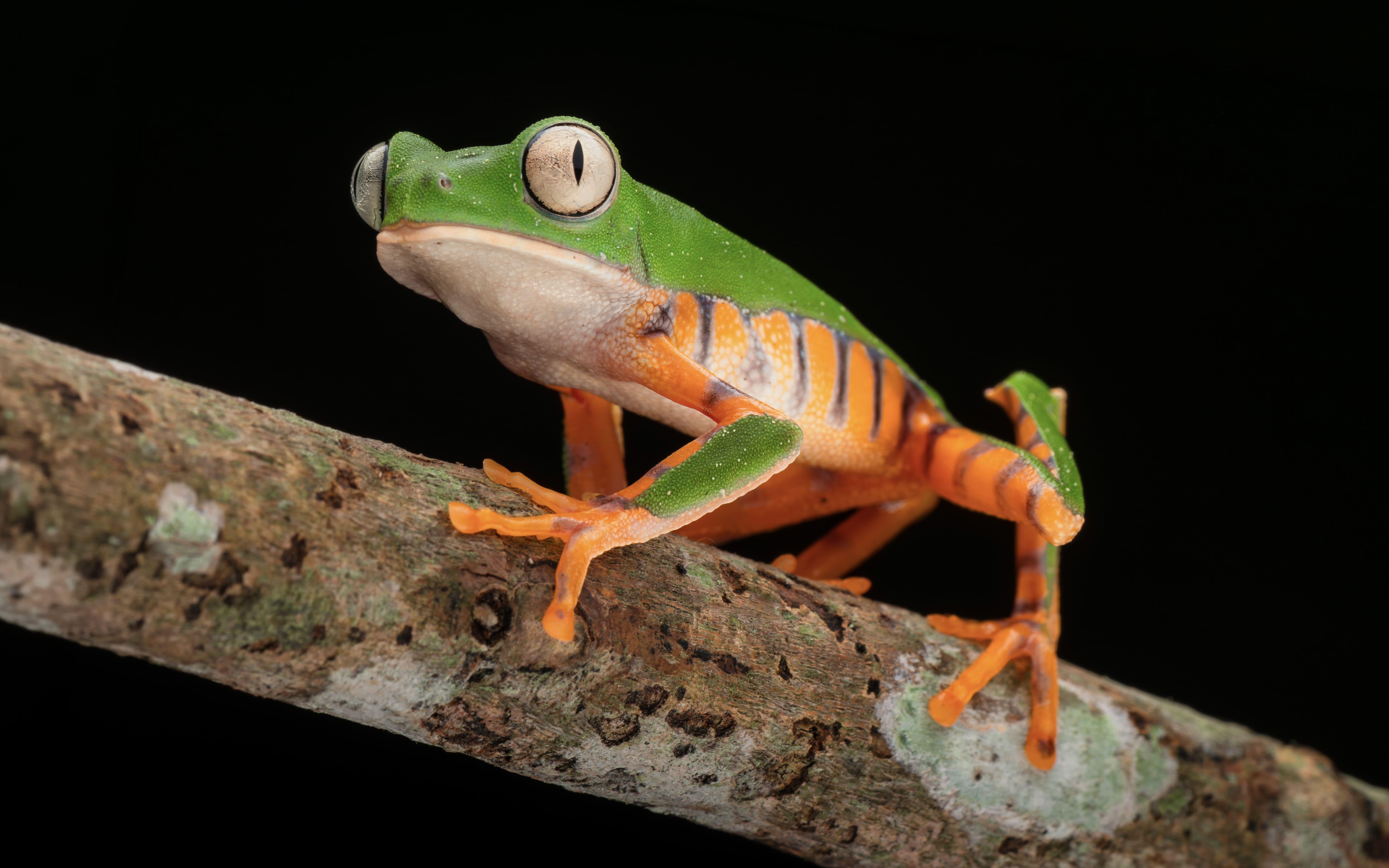 Photo from Peru Poison Frog Photography Tour safari tour