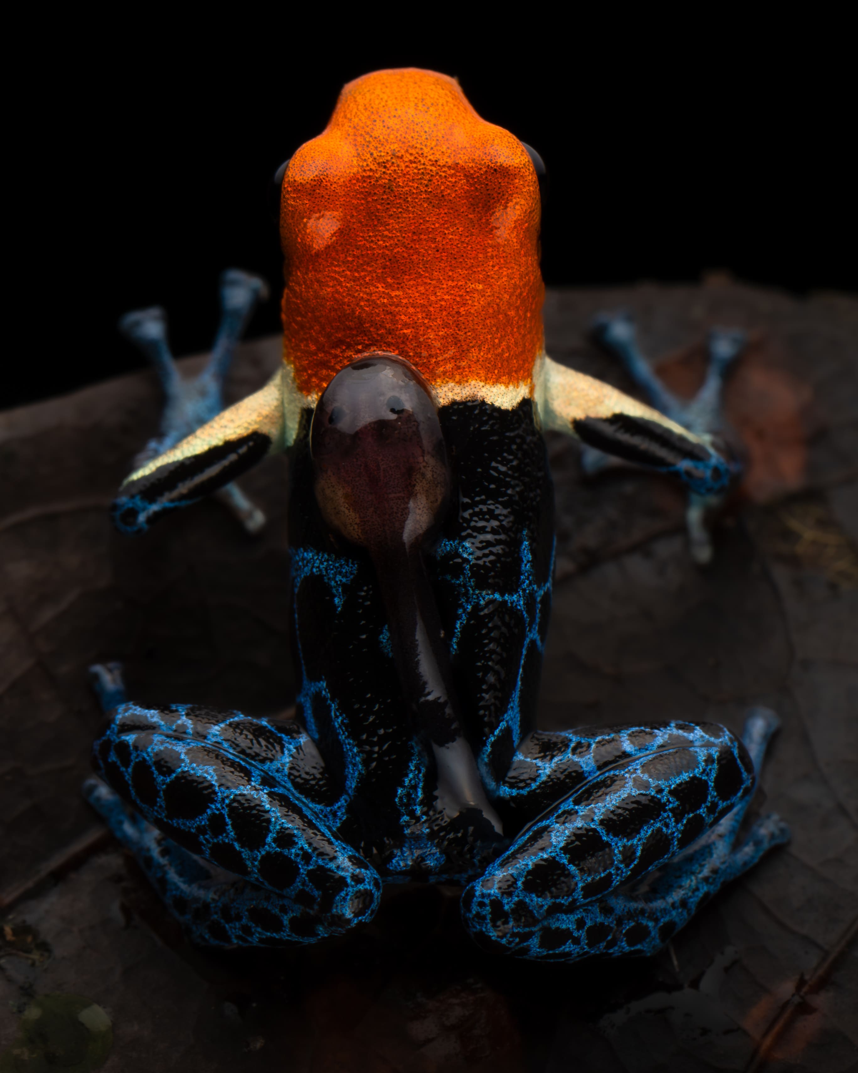 Photo from Peru Poison Frog Photography Tour safari tour