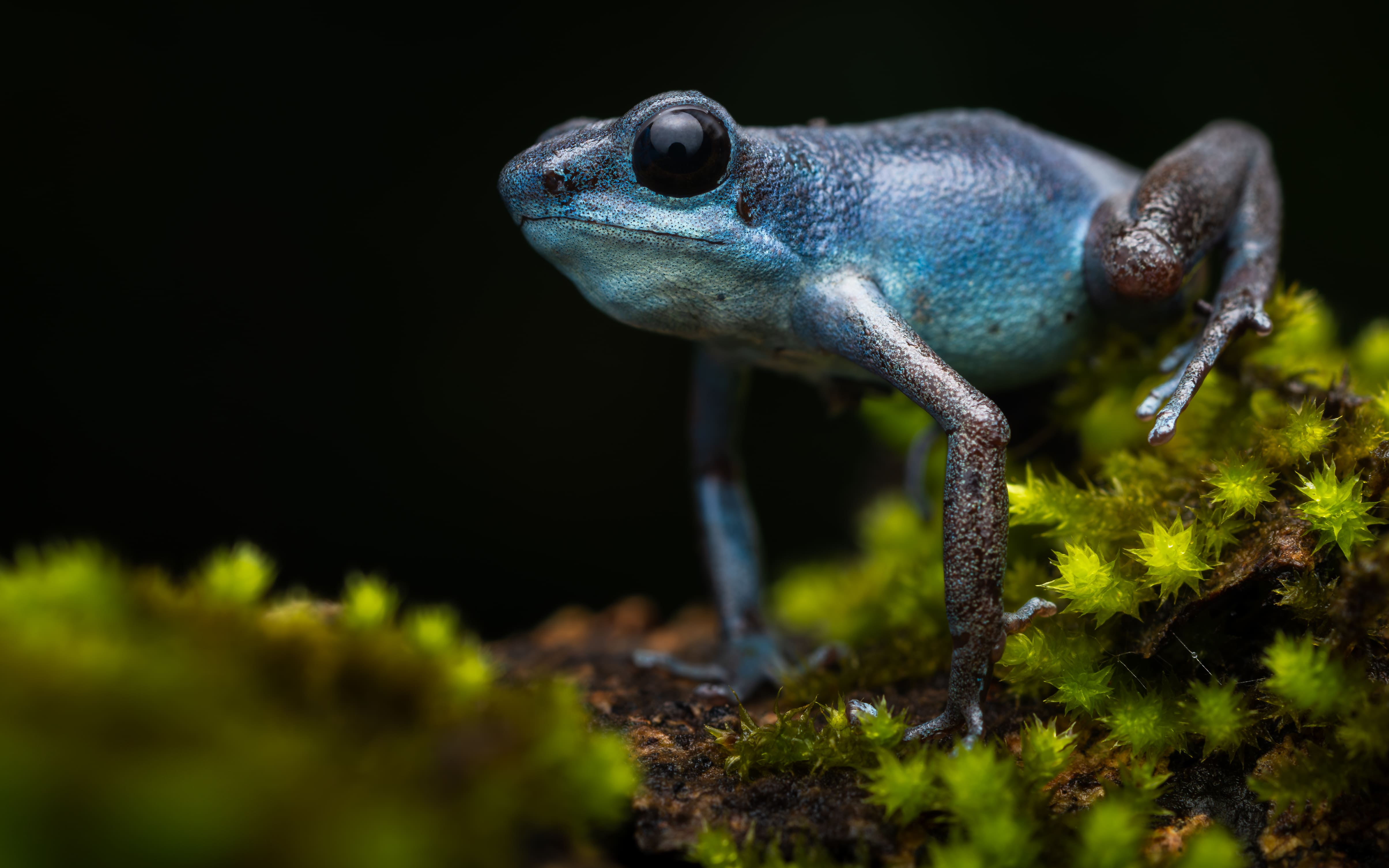 Panama Poison Frog Photography Tour