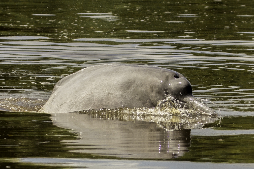 Photo from 4-Day Amazon Peru Rainforest Wildlife Experience safari tour