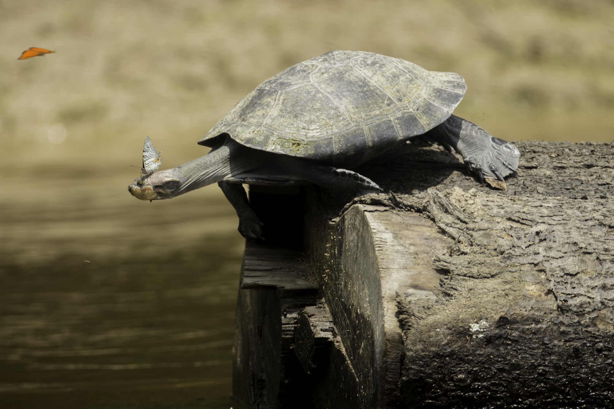 Photo from 4-Day Amazon Peru Rainforest Wildlife Experience safari tour