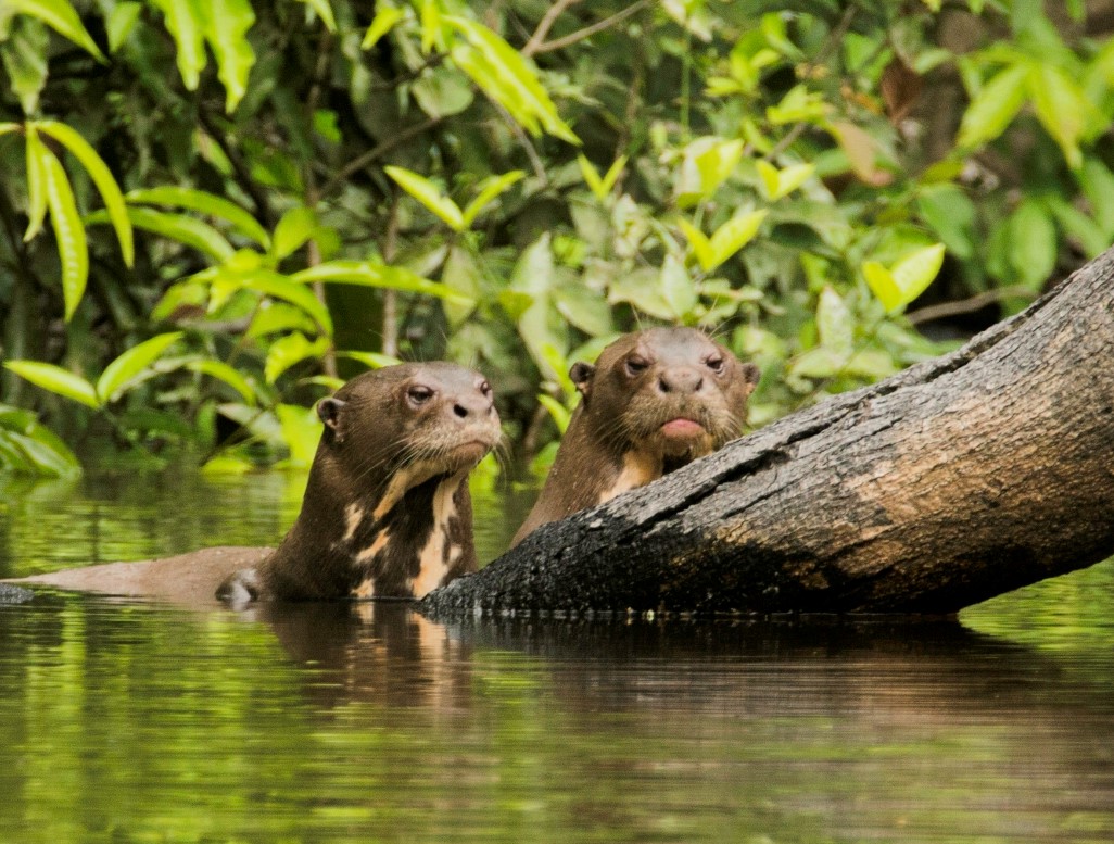 Photo from 4-Day Amazon Peru Rainforest Wildlife Experience safari tour
