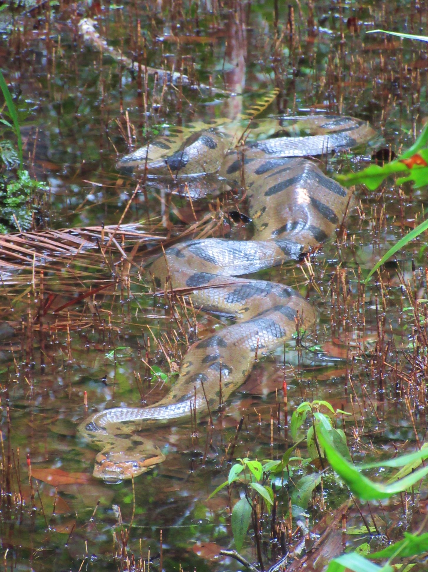 Photo from 12-Day Peruvian Amazon Wildlife and Research Expedition safari tour