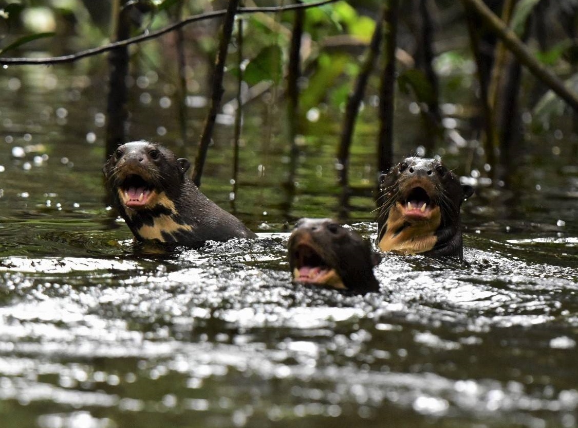 Photo from 12-Day Peruvian Amazon Wildlife and Research Expedition safari tour
