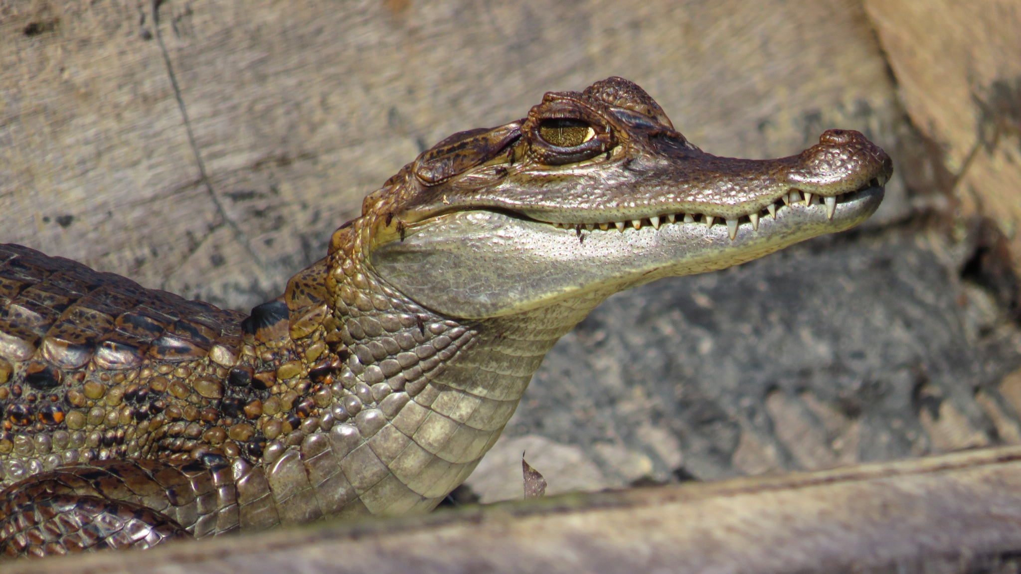 Photo from 12-Day Peruvian Amazon Wildlife and Research Expedition safari tour