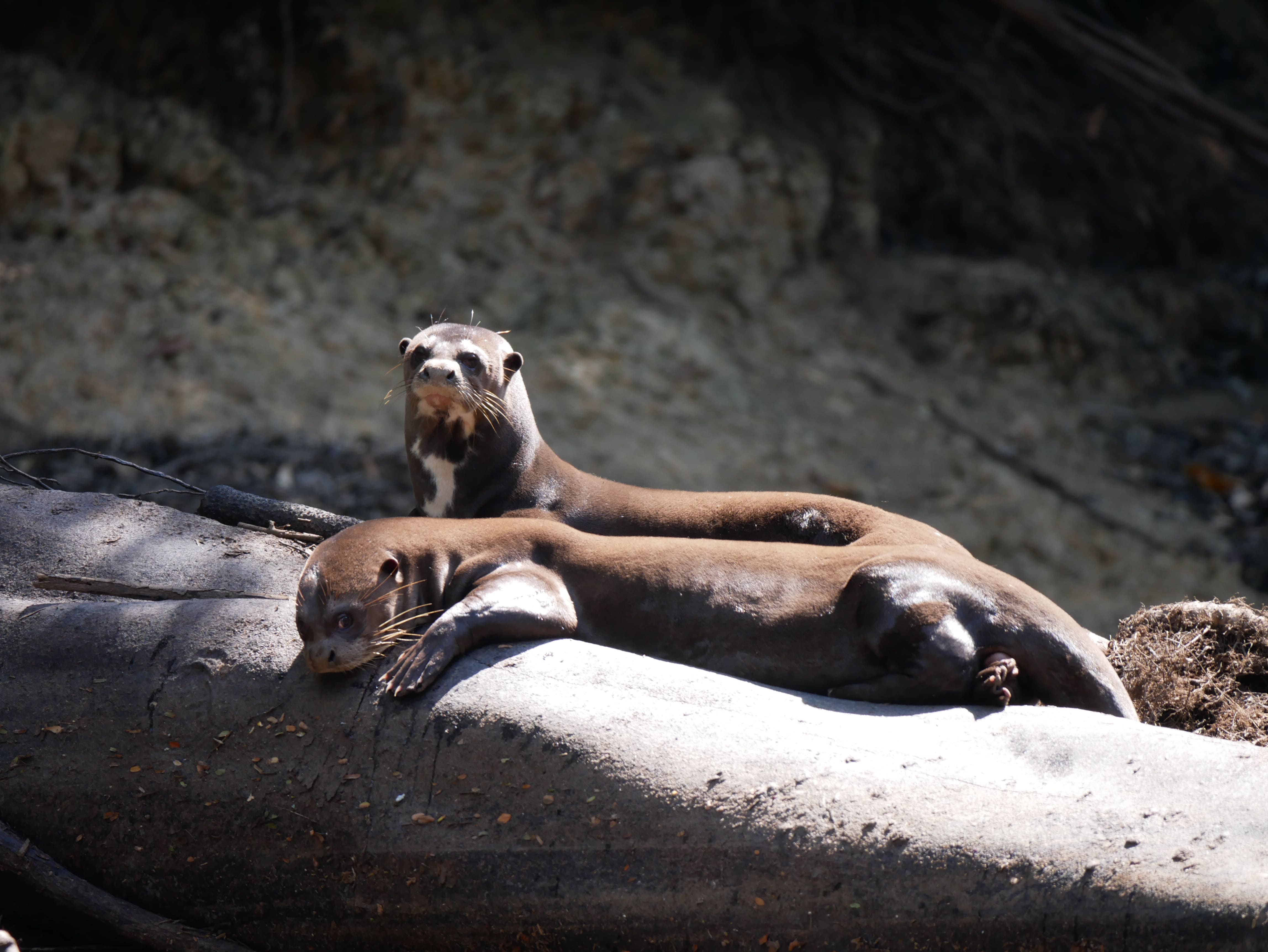 Photo from 12-Day Peruvian Amazon Wildlife and Research Expedition safari tour