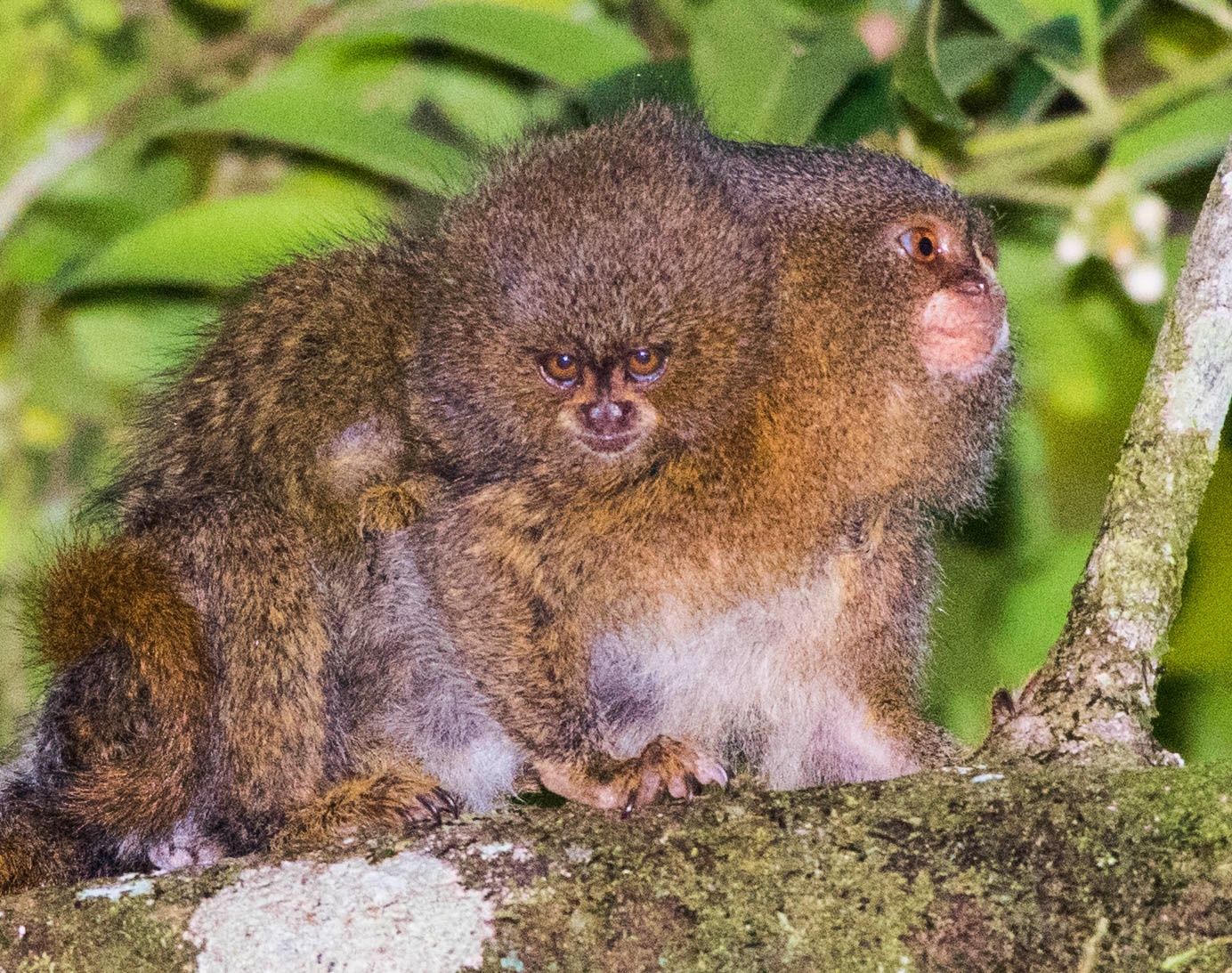 Photo from 12-Day Peruvian Amazon Wildlife and Research Expedition safari tour