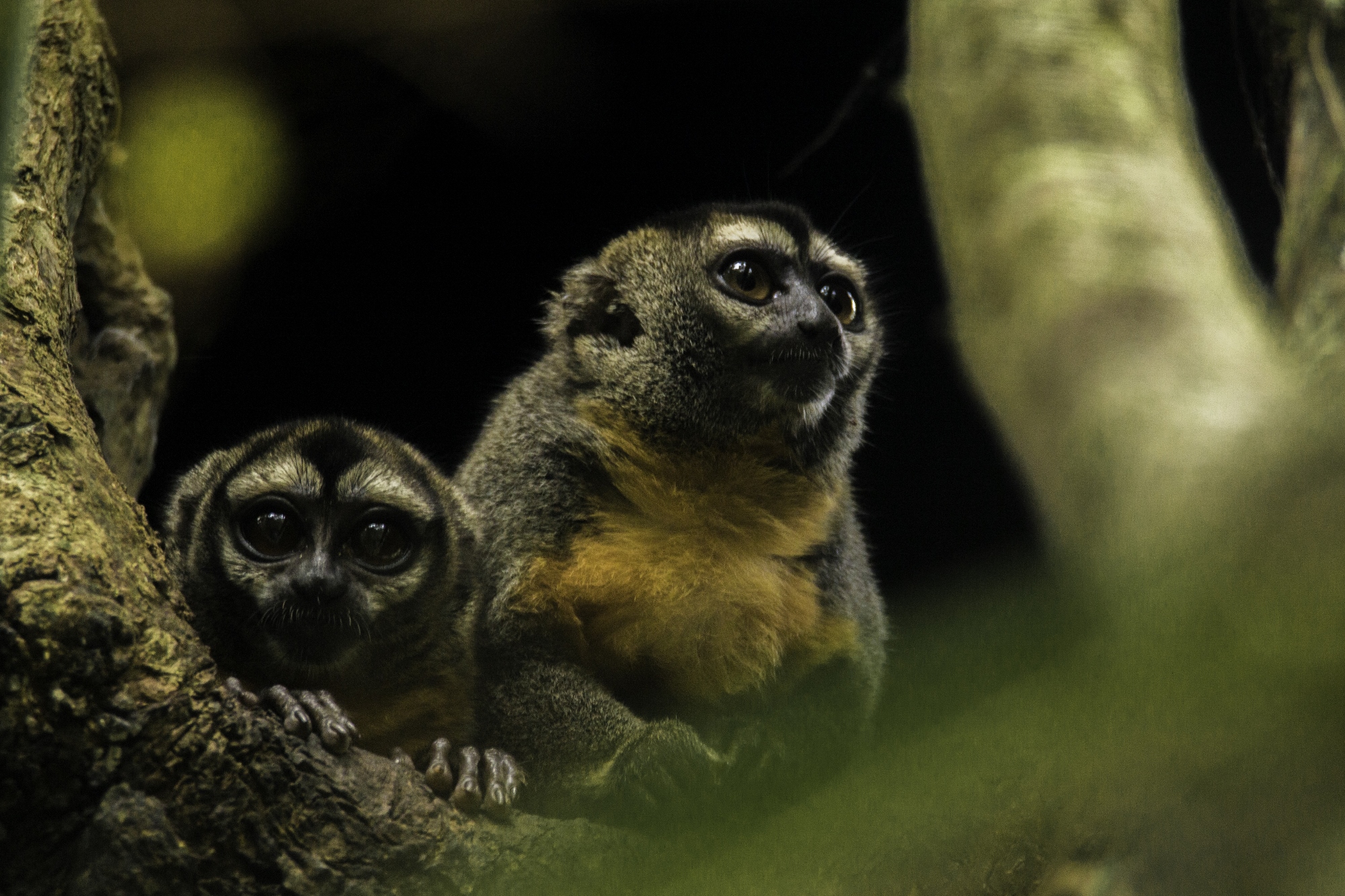 Photo from 12-Day Peruvian Amazon Wildlife and Research Expedition safari tour
