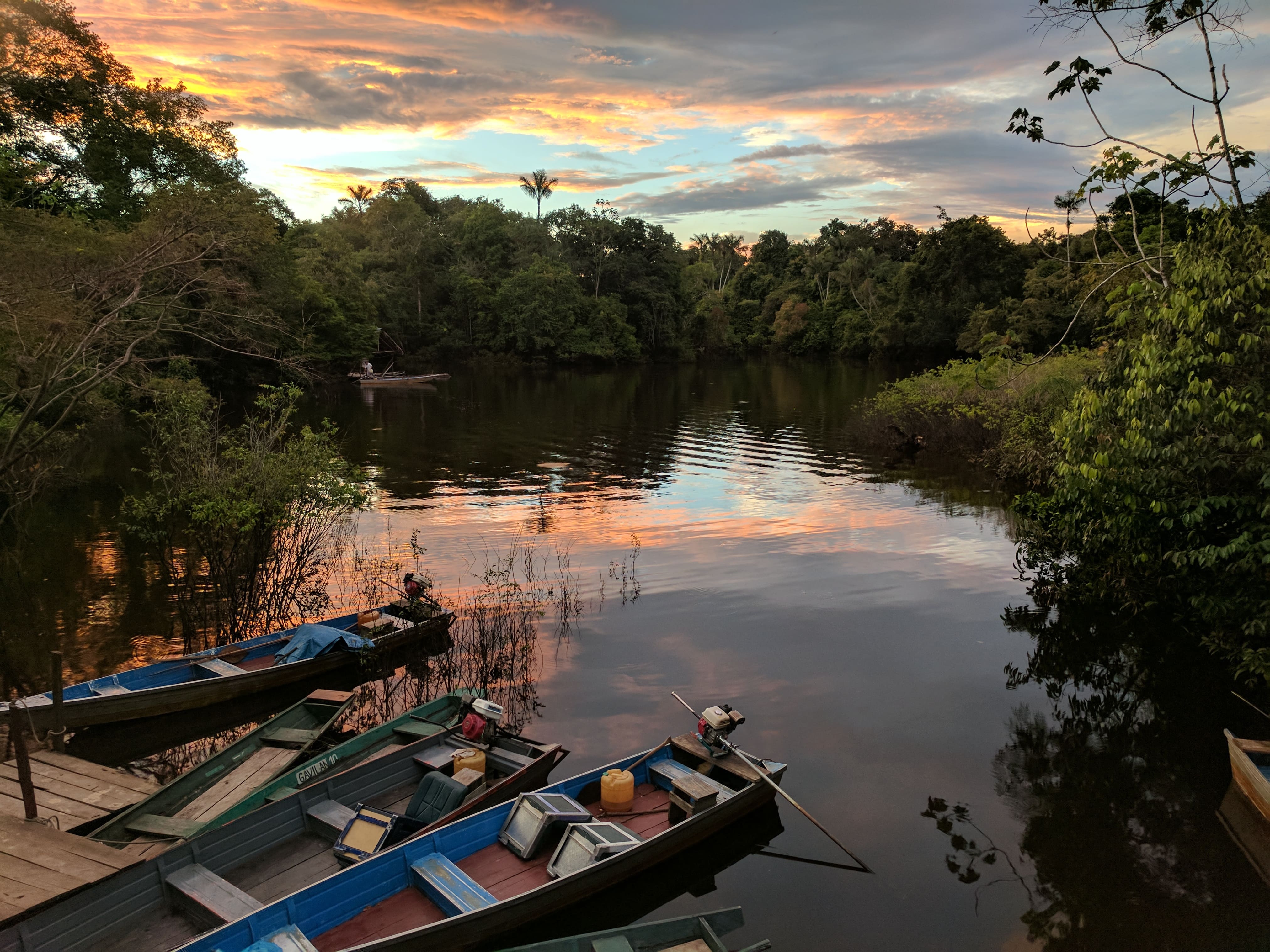 Photo from 10-Day Peruvian Amazon Birdwatching Expedition safari tour