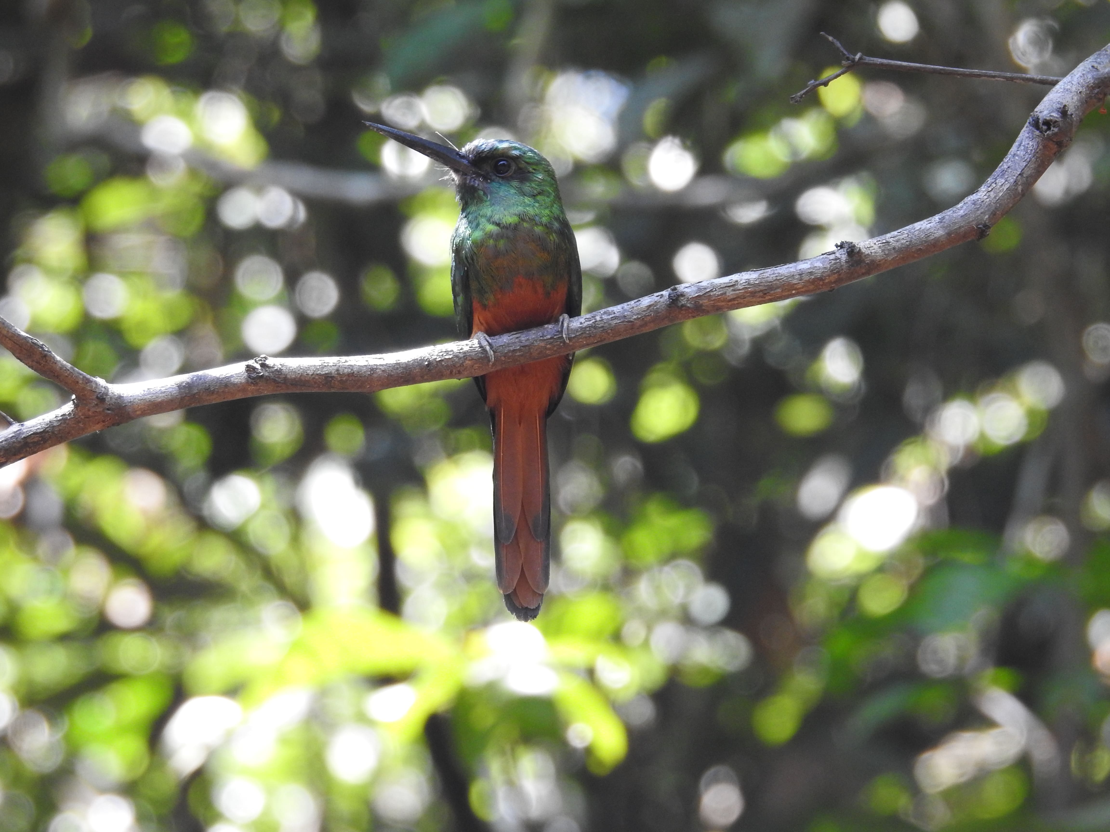 Photo from 10-Day Peruvian Amazon Birdwatching Expedition safari tour