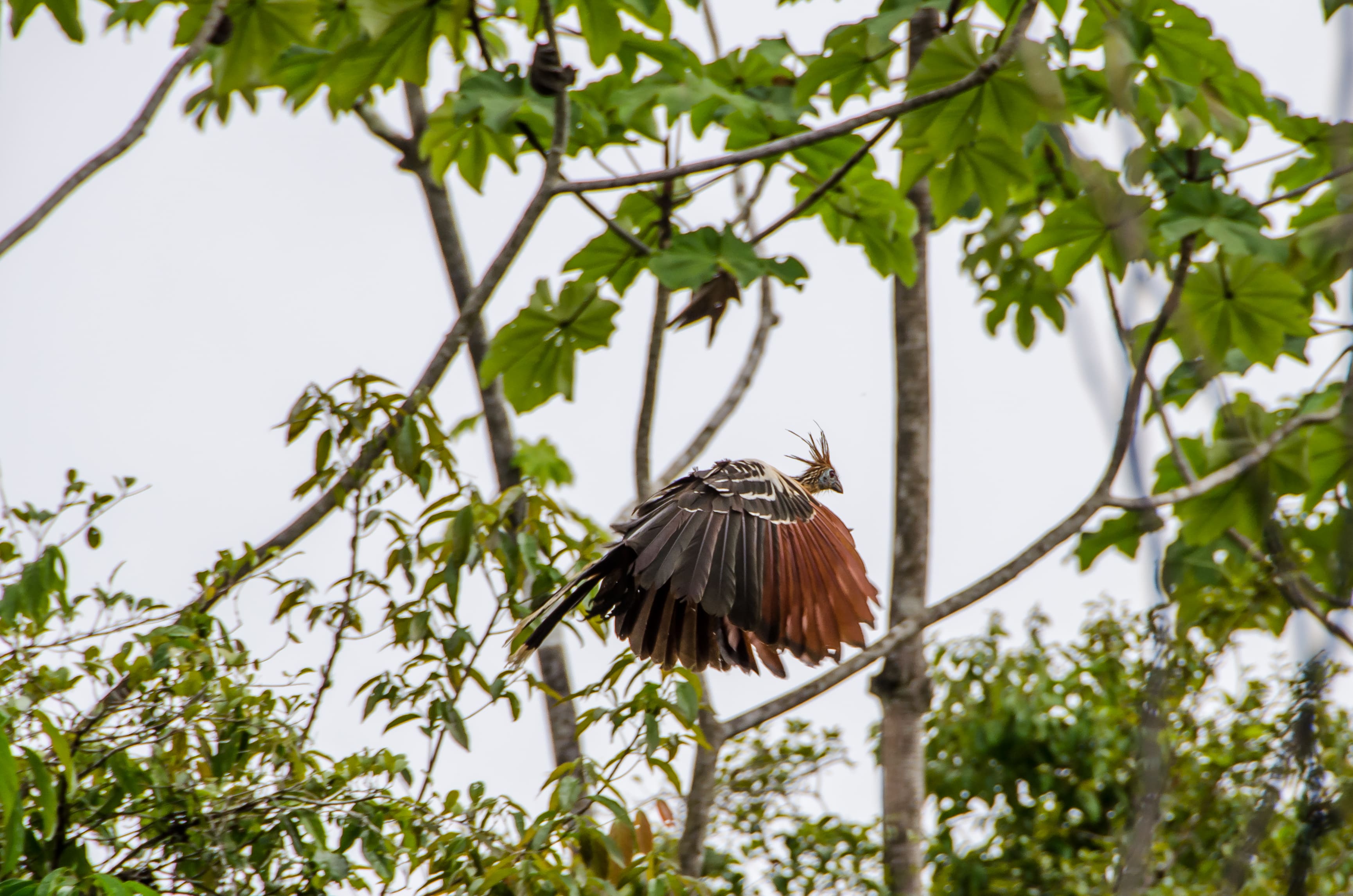 Photo from 10-Day Peruvian Amazon Birdwatching Expedition safari tour