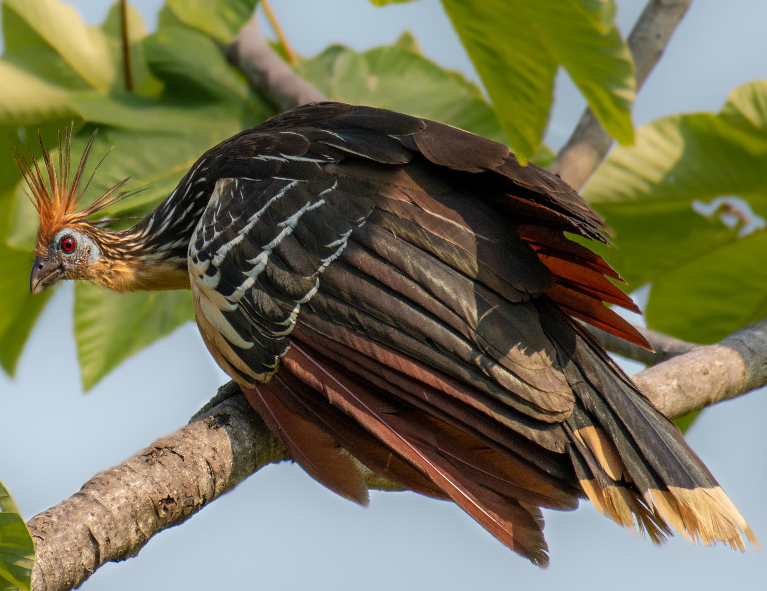 Photo from 10-Day Peruvian Amazon Birdwatching Expedition safari tour