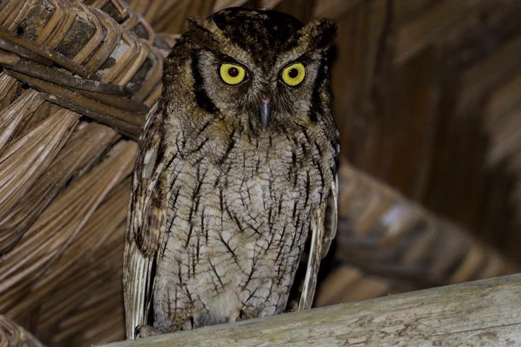 Photo from 10-Day Peruvian Amazon Birdwatching Expedition safari tour