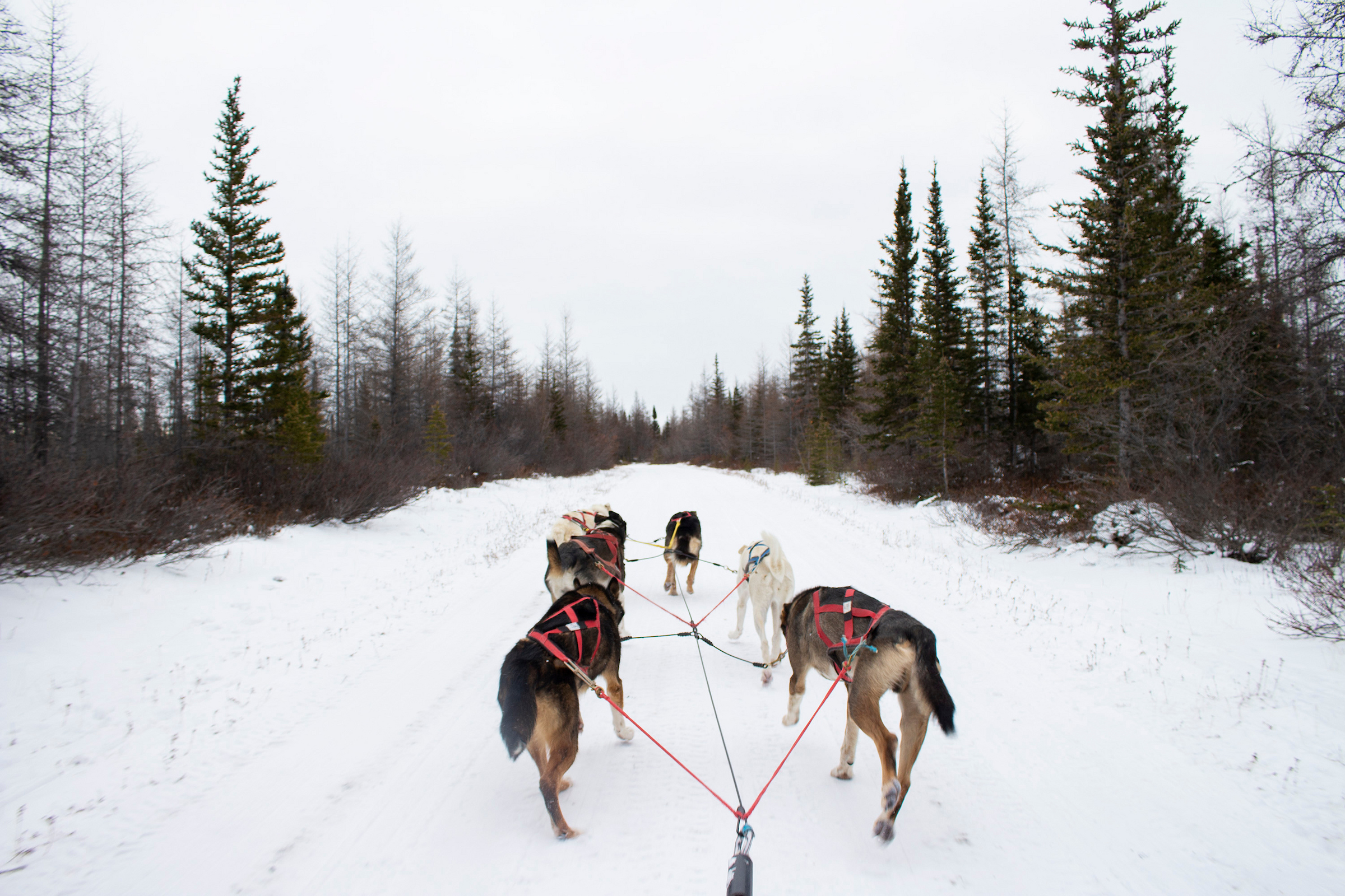 Photo from 7-Day Polar Bear Photography Adventure at Tundra Buggy Lodge safari tour