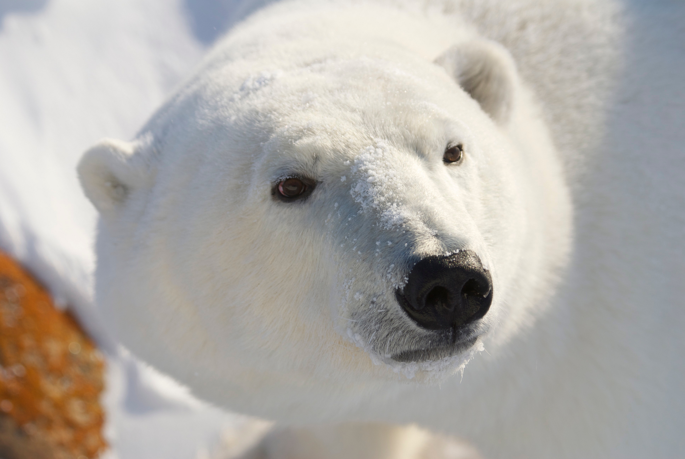 Photo from 7-Day Polar Bear Photography Adventure at Tundra Buggy Lodge safari tour