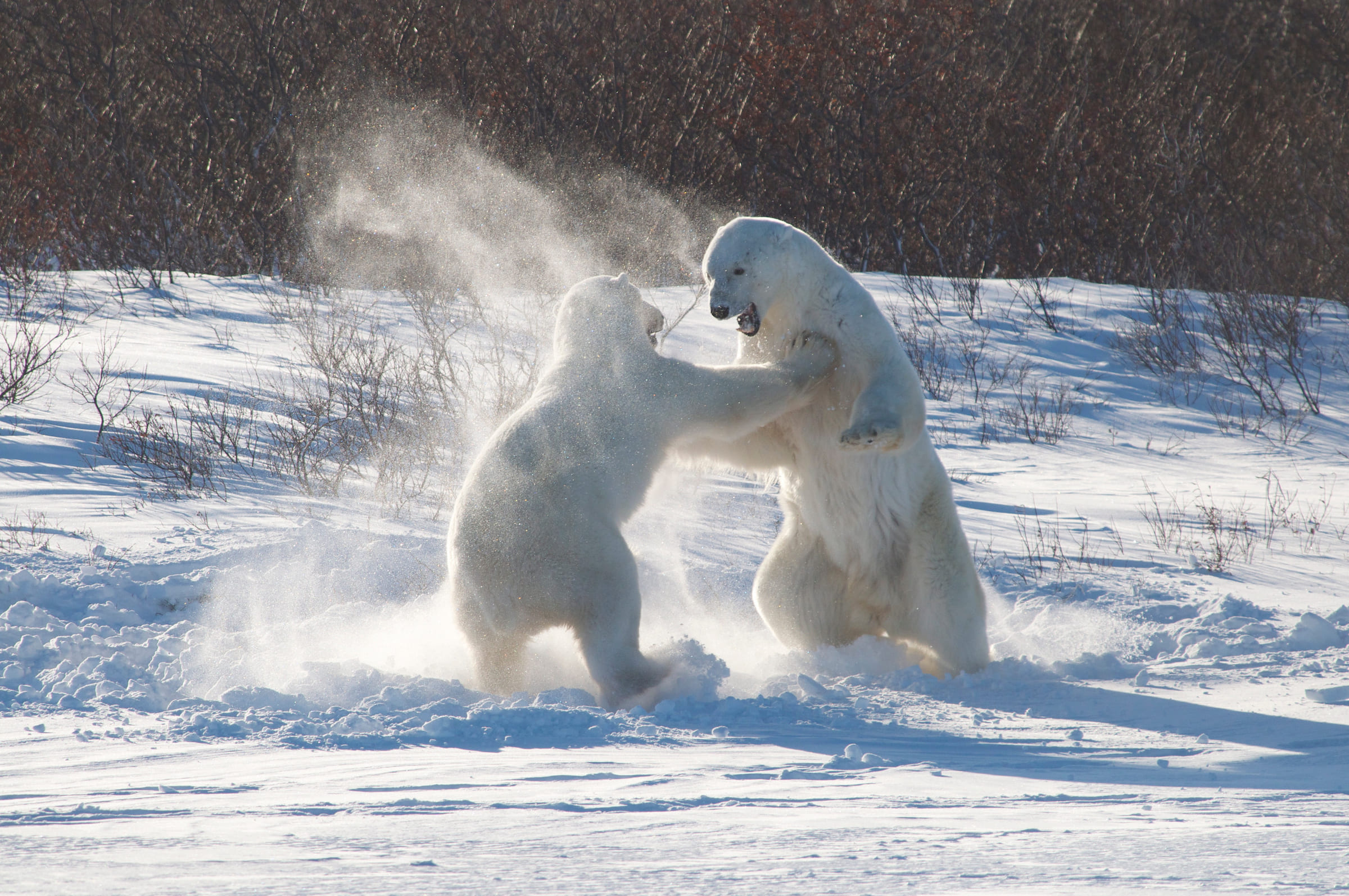 Photo from 7-Day Polar Bear Photography Adventure at Tundra Buggy Lodge safari tour