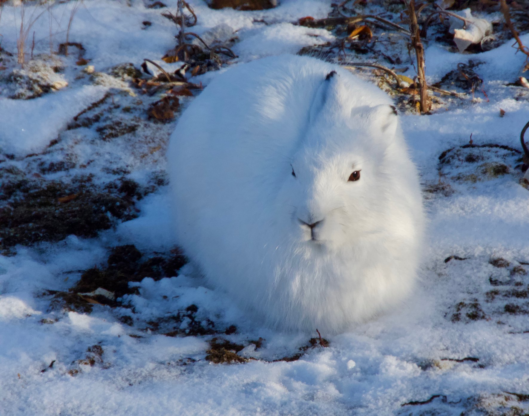 Photo from 7-Day Polar Bear Photography Adventure at Tundra Buggy Lodge safari tour
