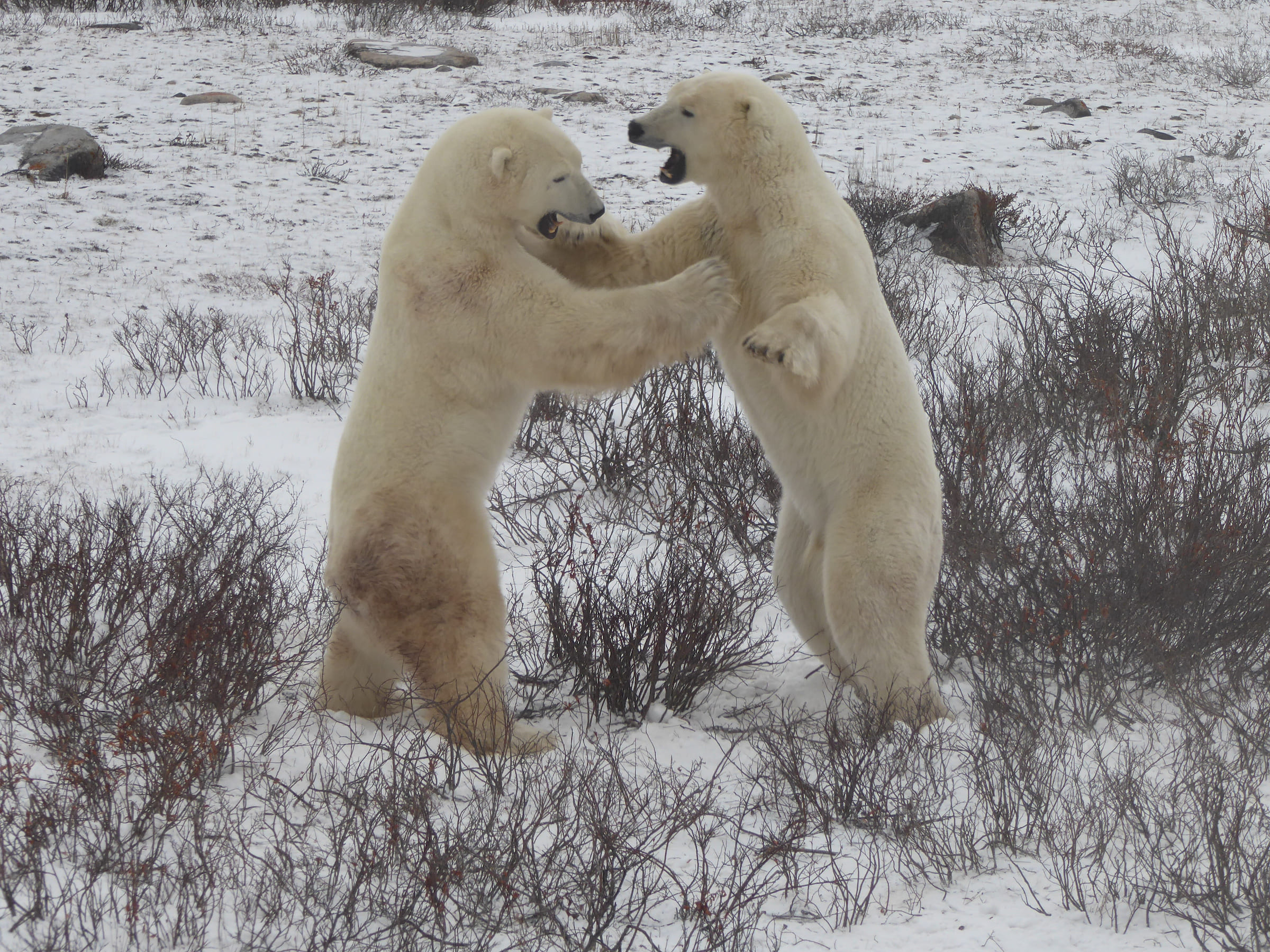 Photo from 7-Day Polar Bear Photography Adventure at Tundra Buggy Lodge safari tour