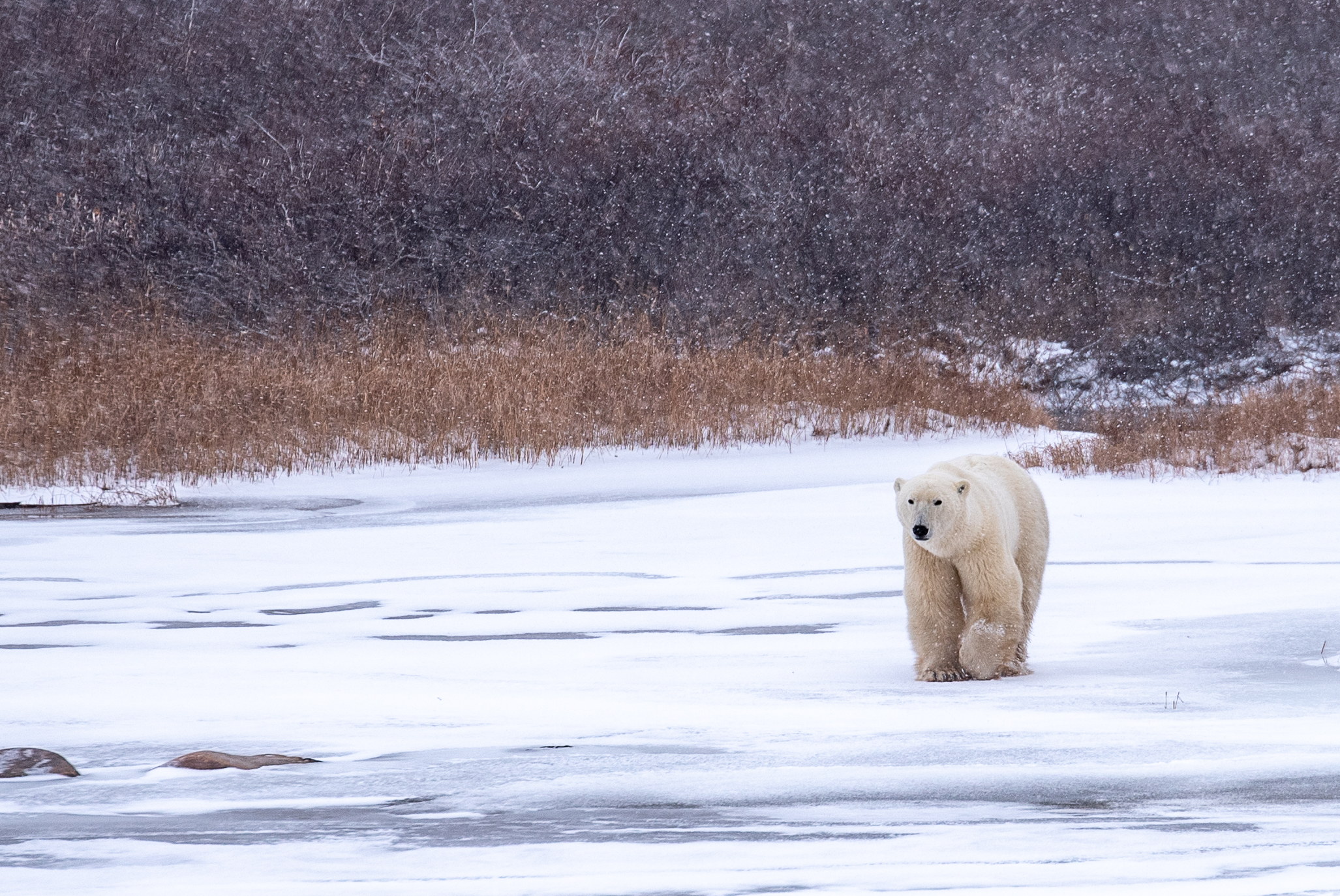 Photo from 7-Day Polar Bear Photography Adventure at Tundra Buggy Lodge safari tour