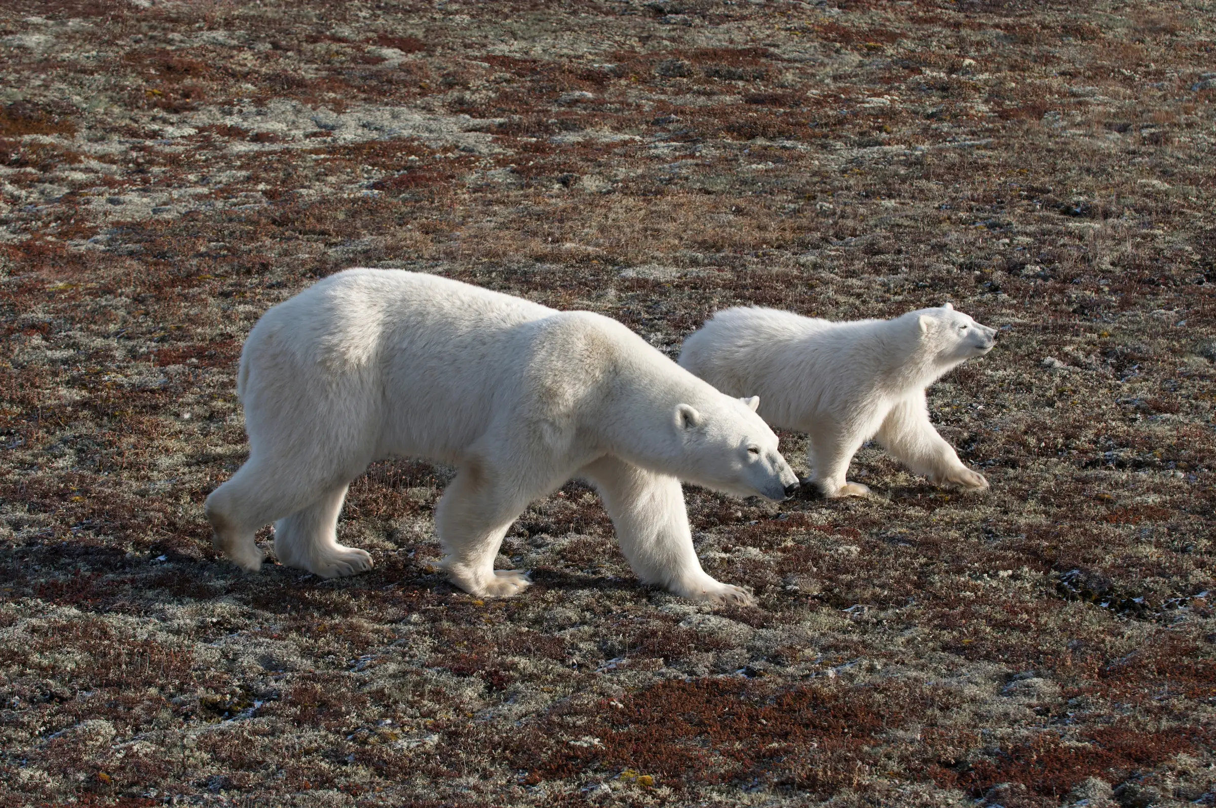 7-Day Polar Bear Photography Adventure at Tundra Buggy Lodge