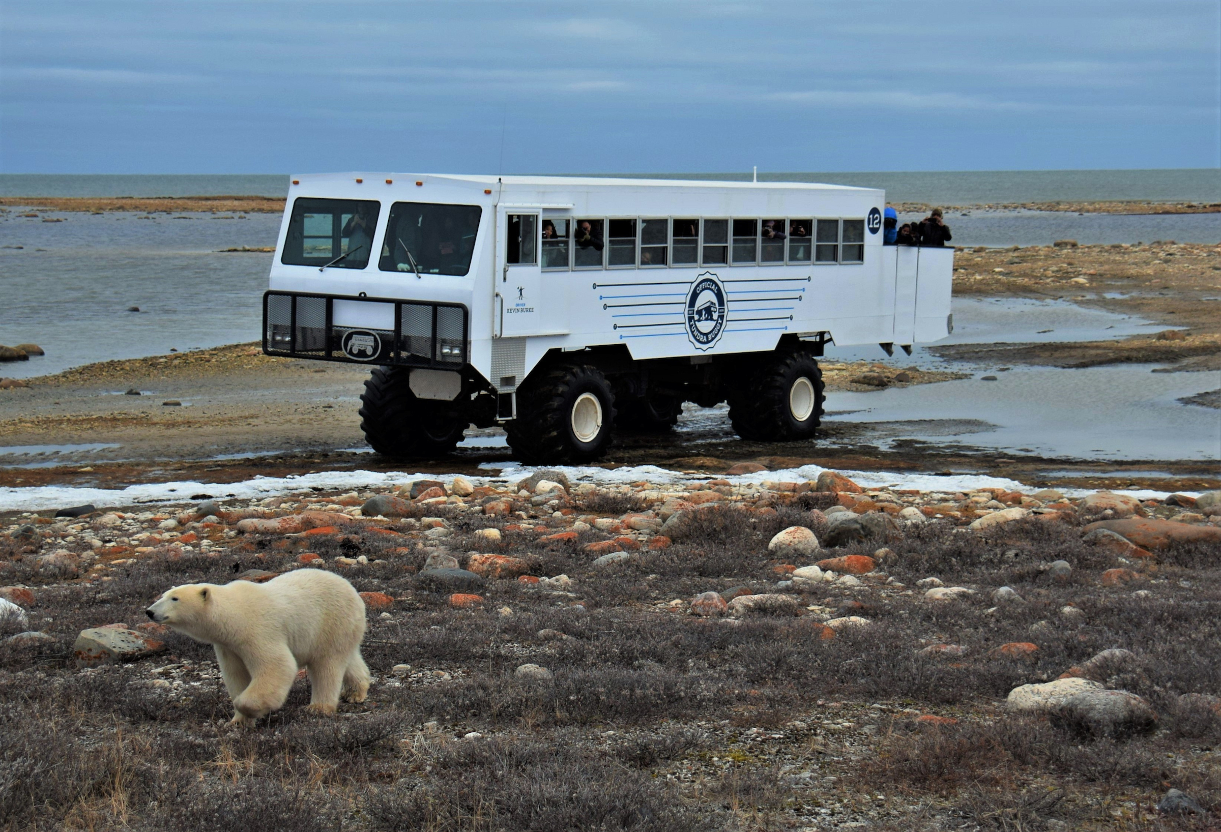 Photo from Tundra Buggy Lodge Town and Polar Bears safari tour
