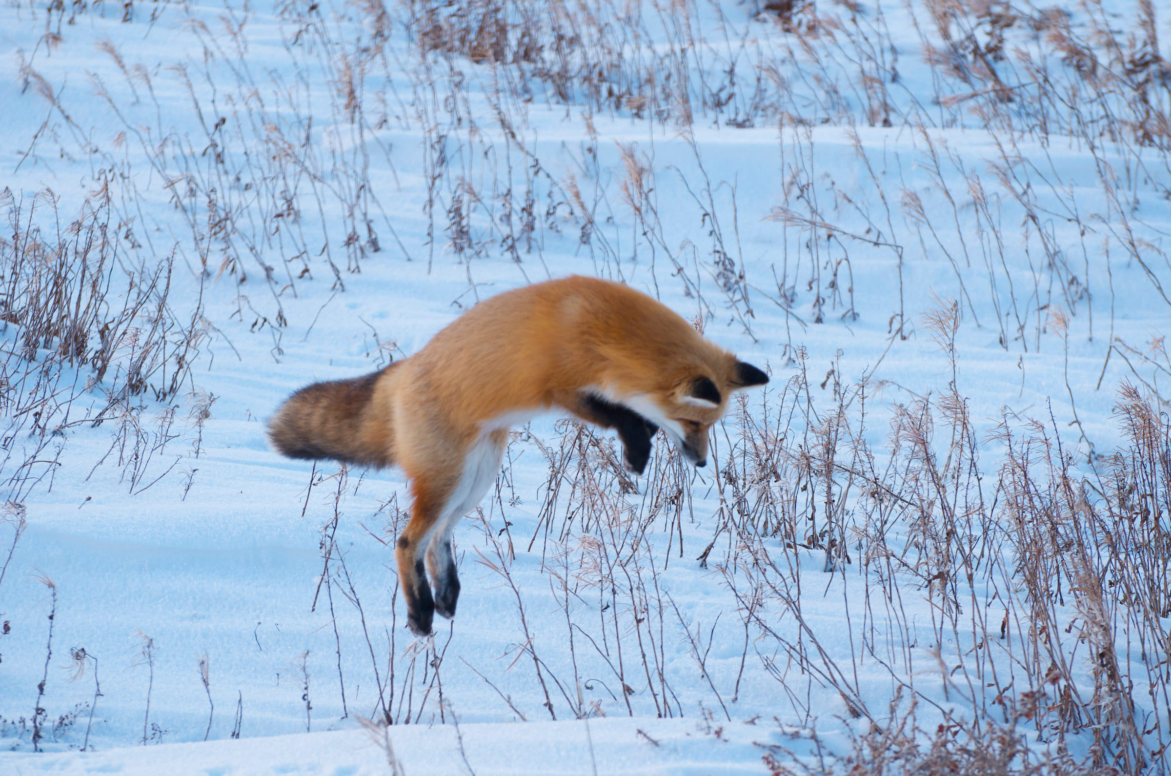 Photo from Tundra Buggy Lodge Town and Polar Bears safari tour