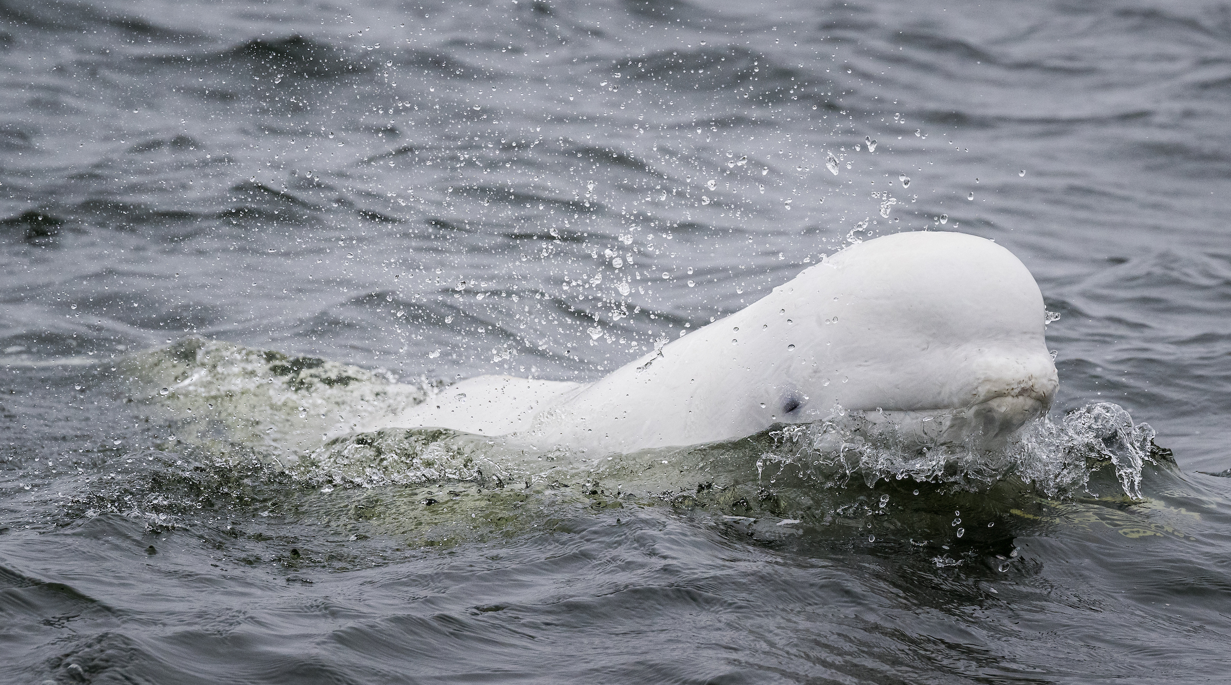 9-Day Churchill Beluga Whale and Polar Bear Adventure by Train