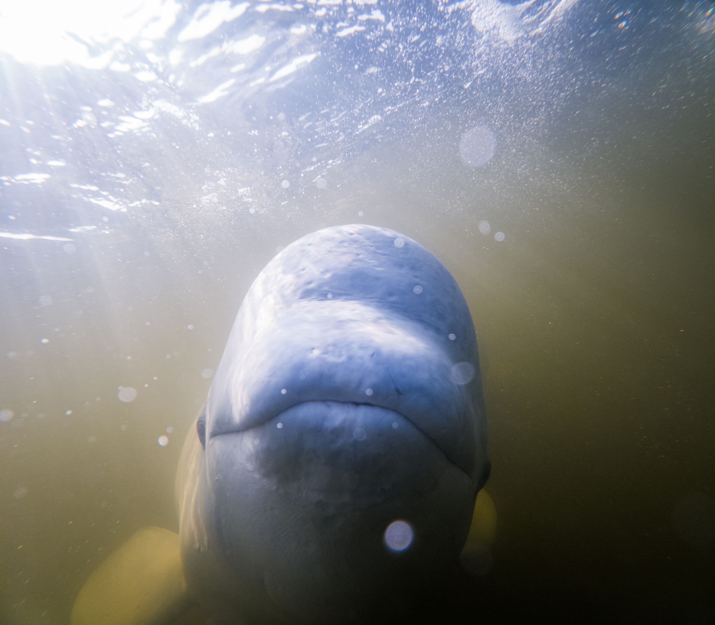 7-Day Churchill Beluga Whale Photography Adventure