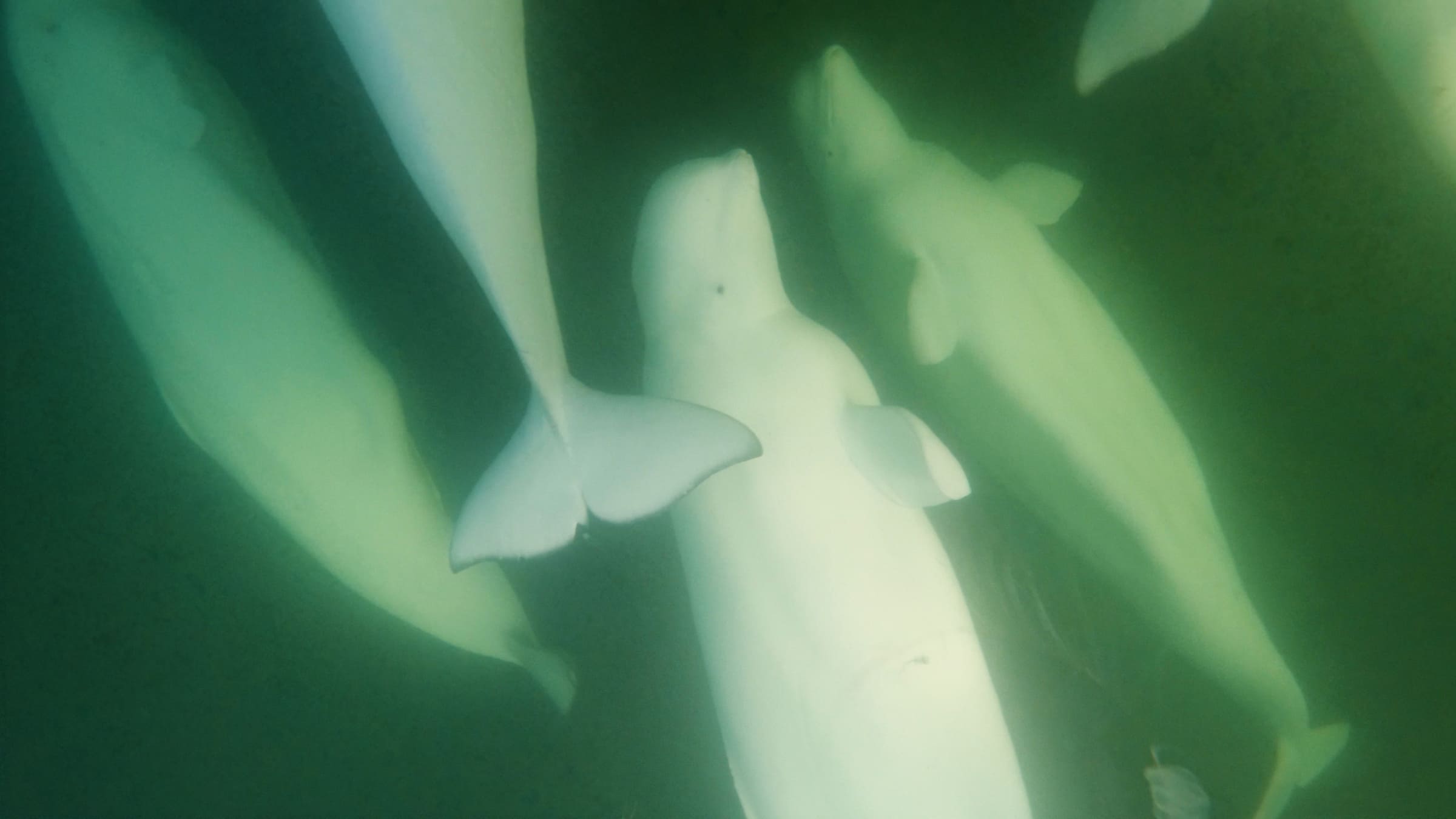 Photo from 7-Day Churchill Beluga Whale Photography Adventure safari tour