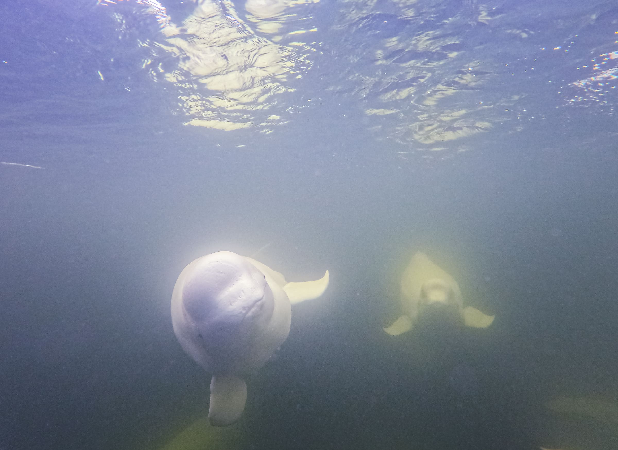 Photo from 7-Day Churchill Beluga Whale Photography Adventure safari tour