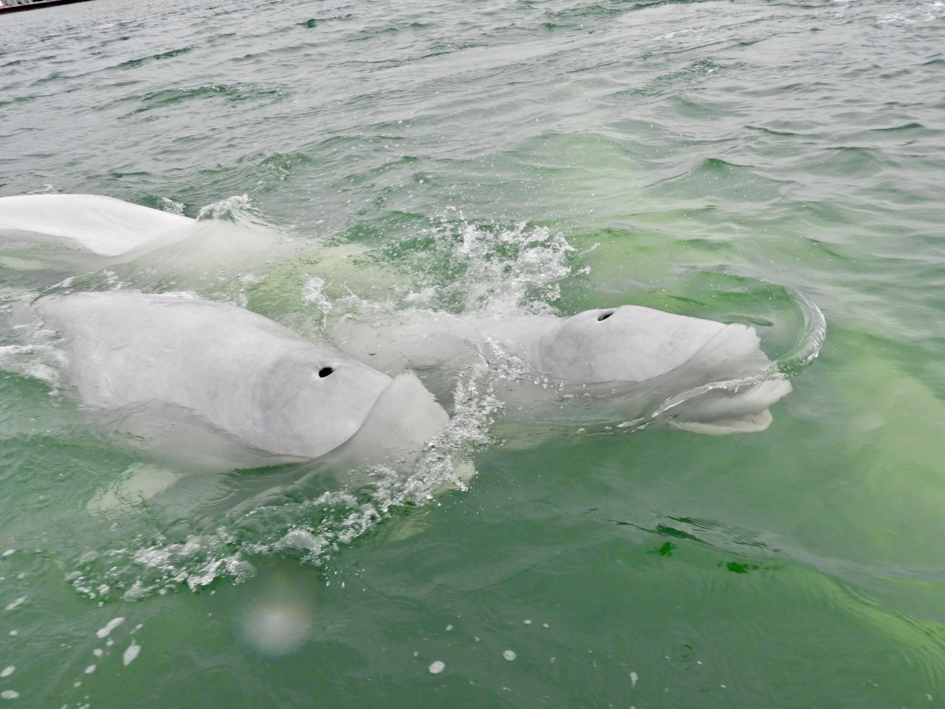 Photo from 7-Day Churchill Beluga Whale Photography Adventure safari tour