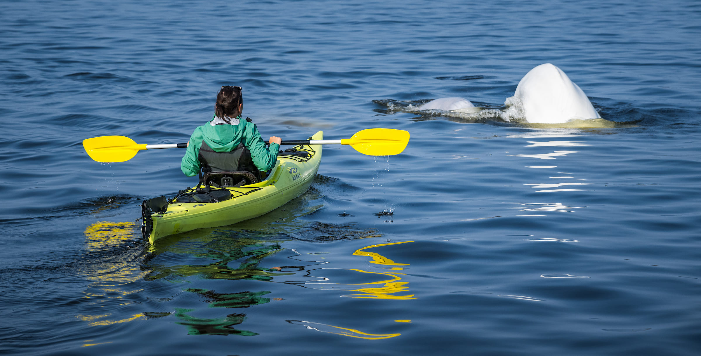 Photo from 7-Day Churchill Beluga Whale Photography Adventure safari tour