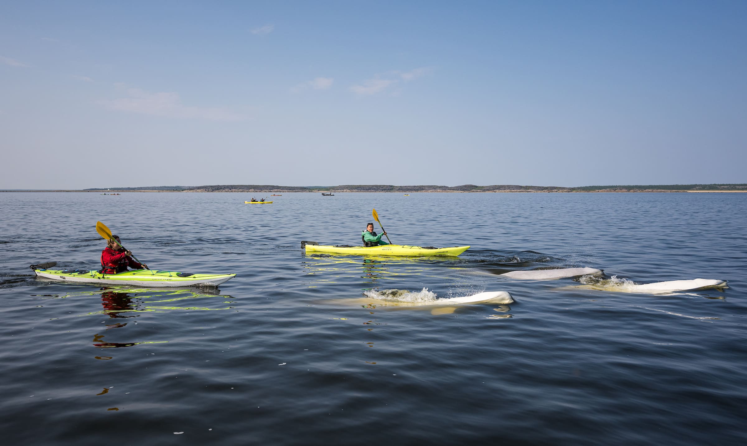 Photo from 7-Day Churchill Beluga Whale Photography Adventure safari tour