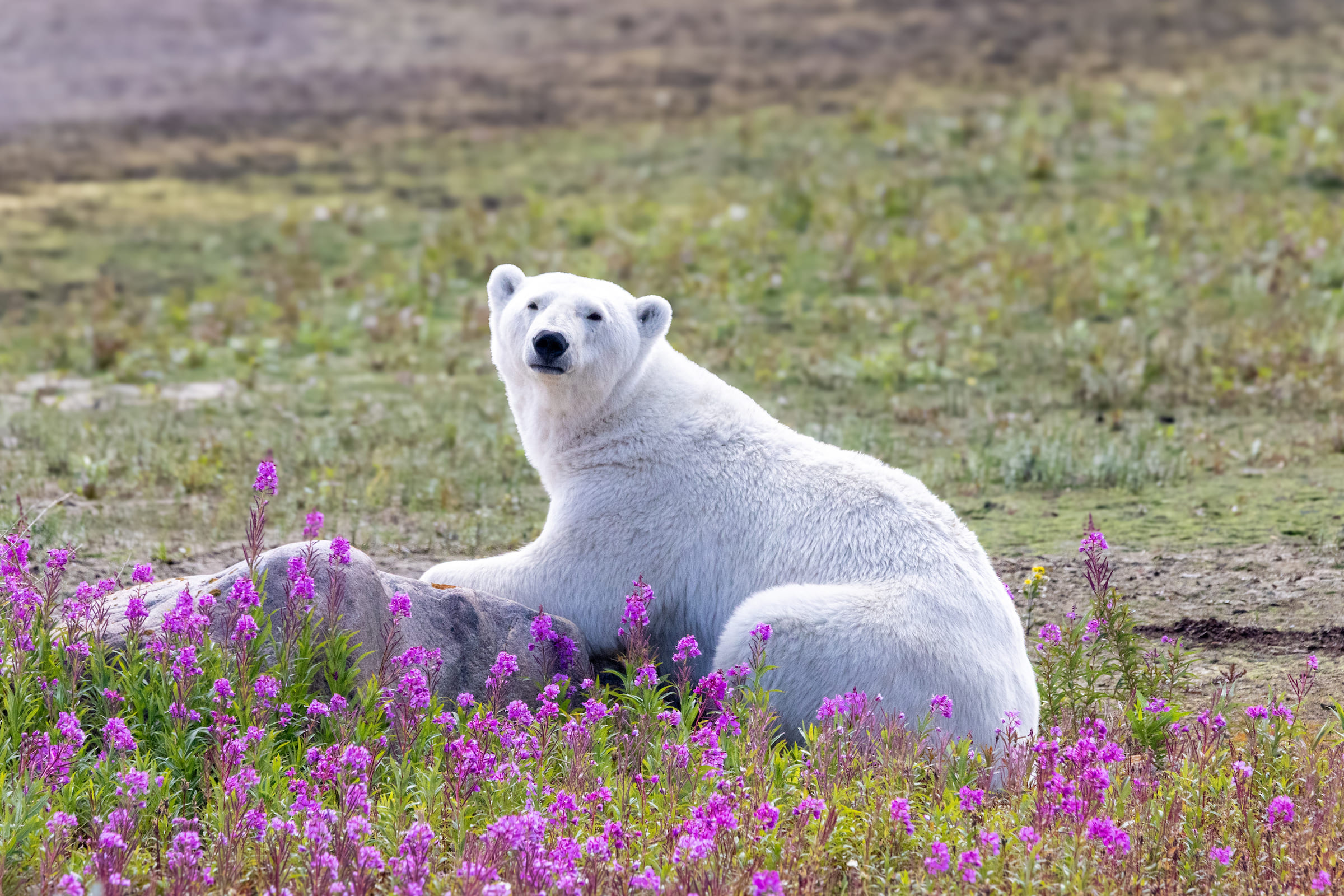 Photo from 7-Day Churchill Beluga Whale Photography Adventure safari tour