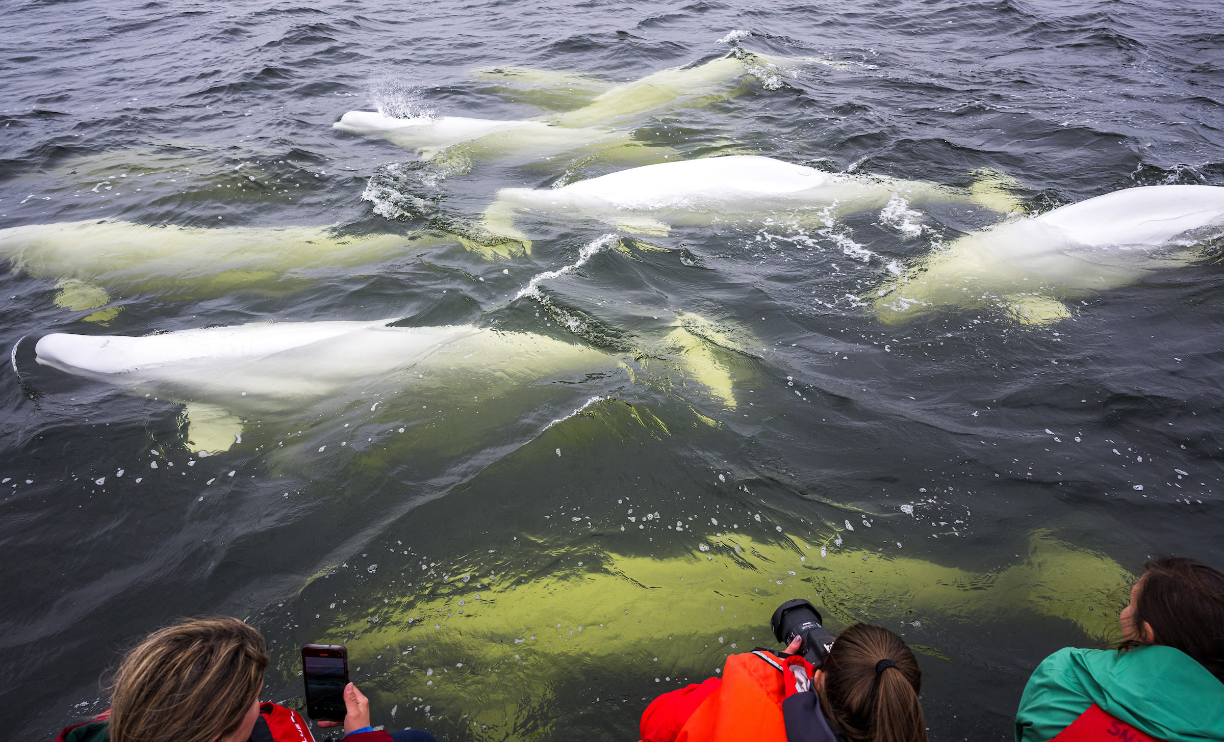 Photo from 7-Day Churchill Beluga Whale Photography Adventure safari tour