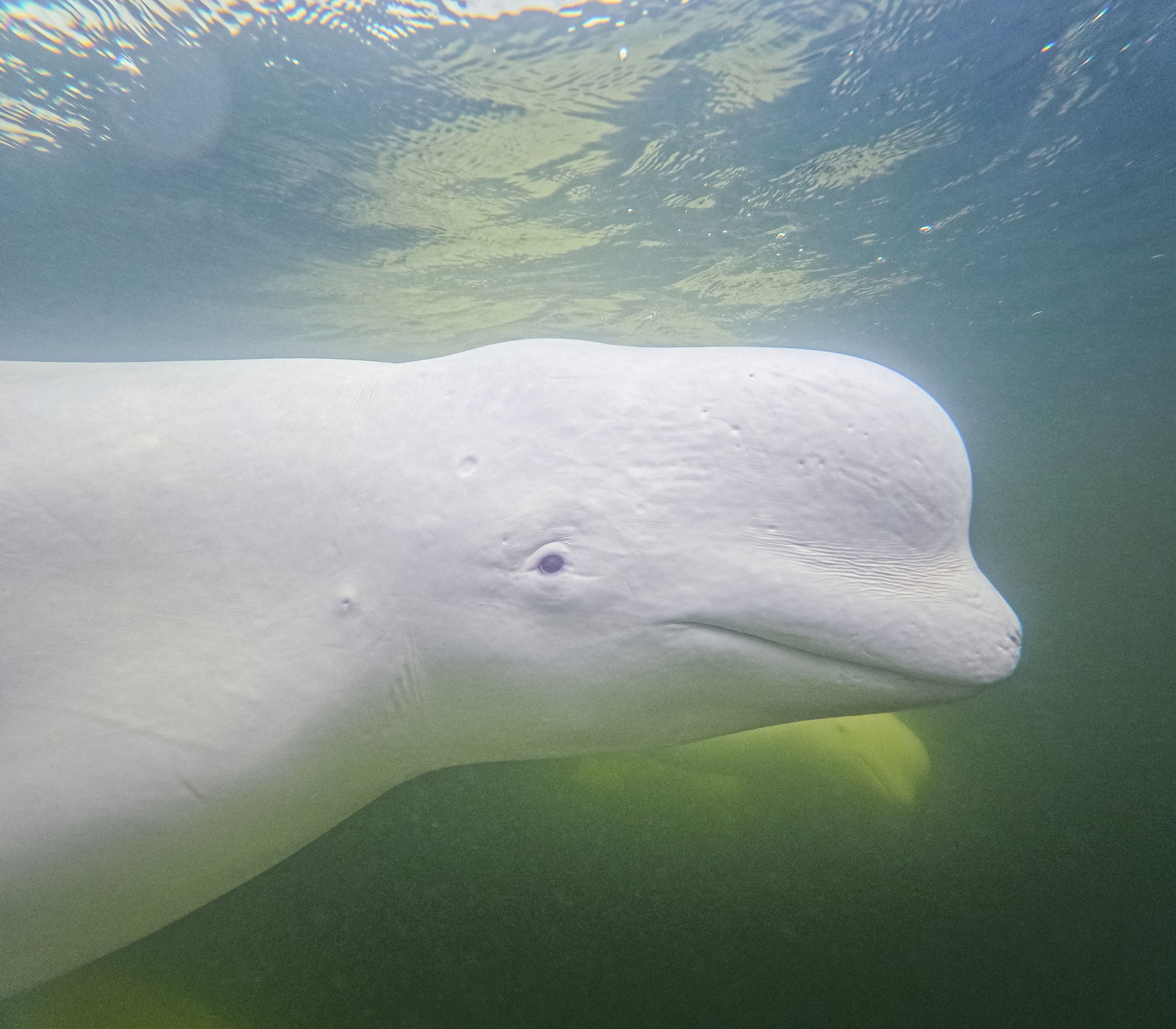 7-Day Churchill Beluga Whale and Polar Bear Adventure