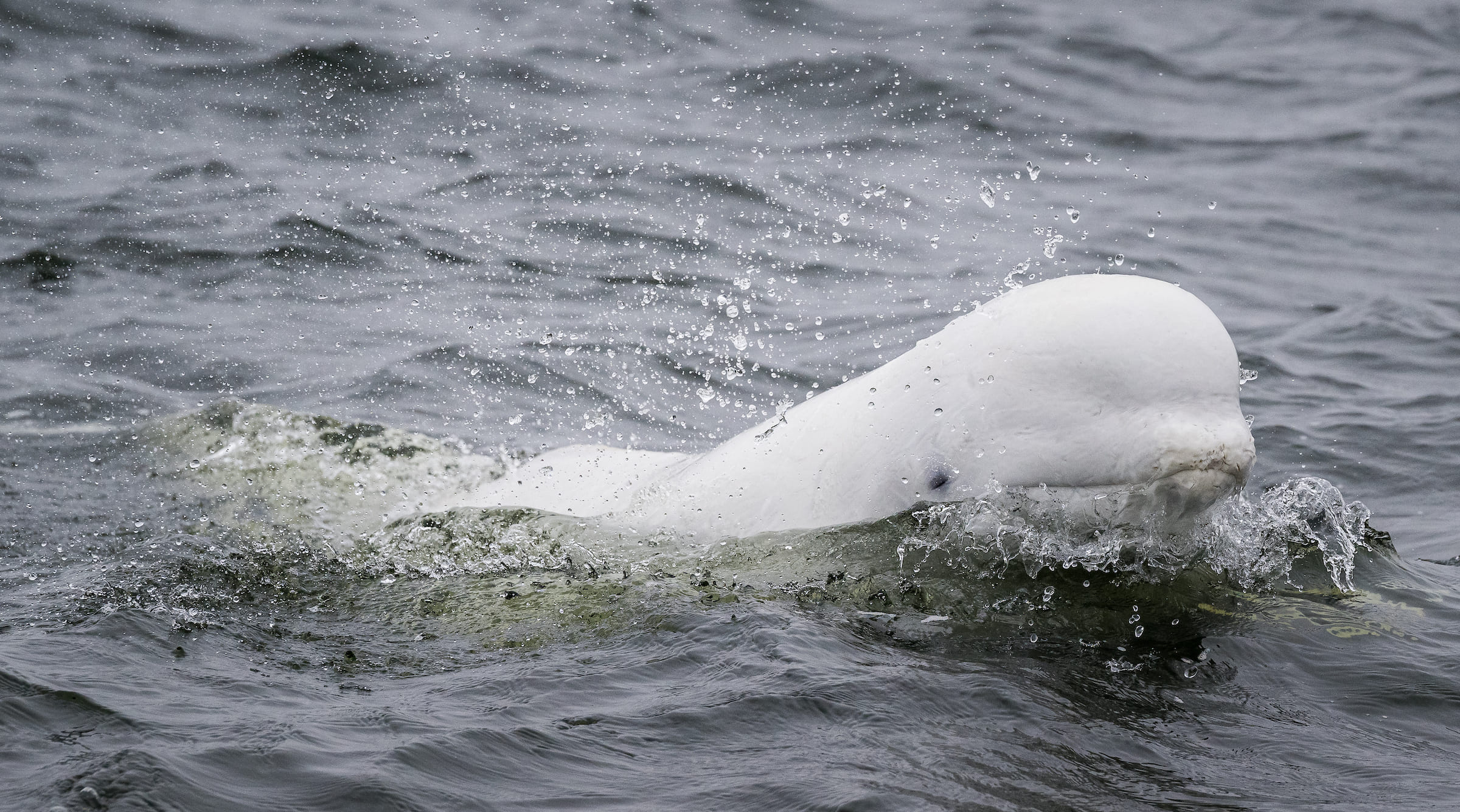 Photo from 7-Day Churchill Beluga Whale and Polar Bear Adventure safari tour