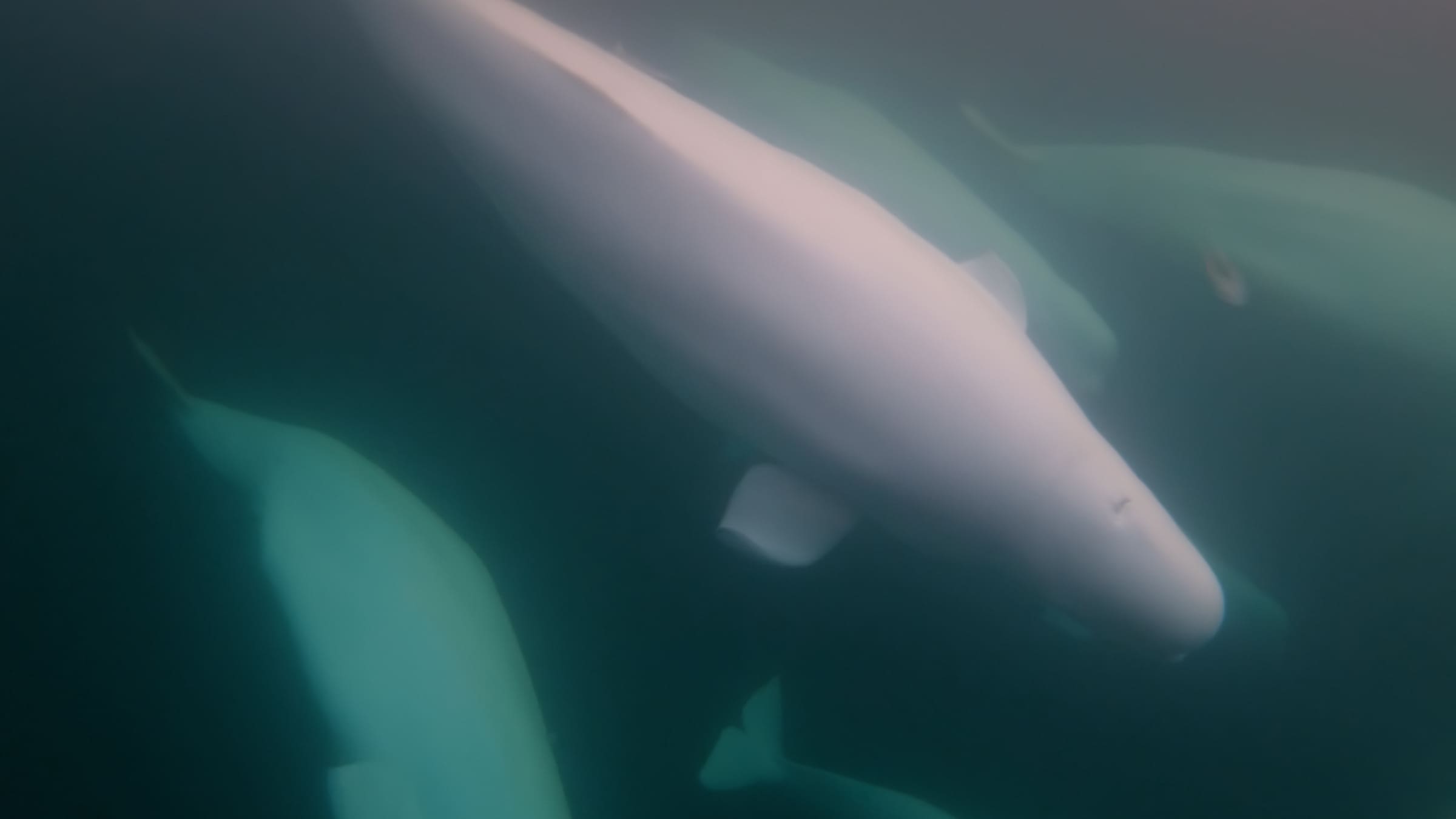 Photo from 7-Day Churchill Beluga Whale and Polar Bear Adventure safari tour