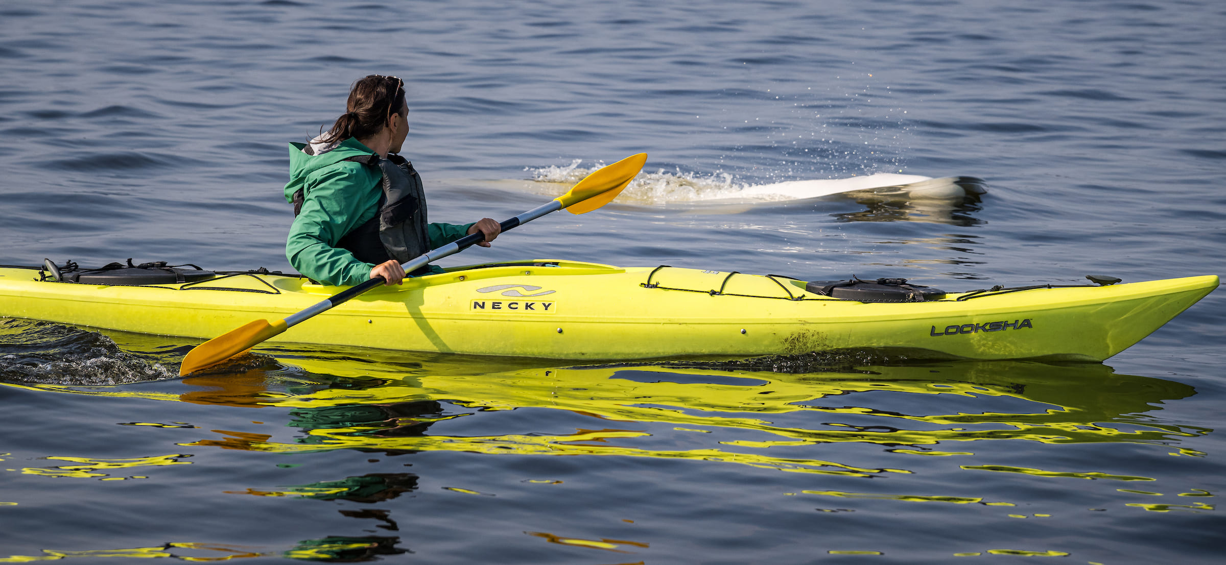 Photo from 7-Day Churchill Beluga Whale and Polar Bear Adventure safari tour