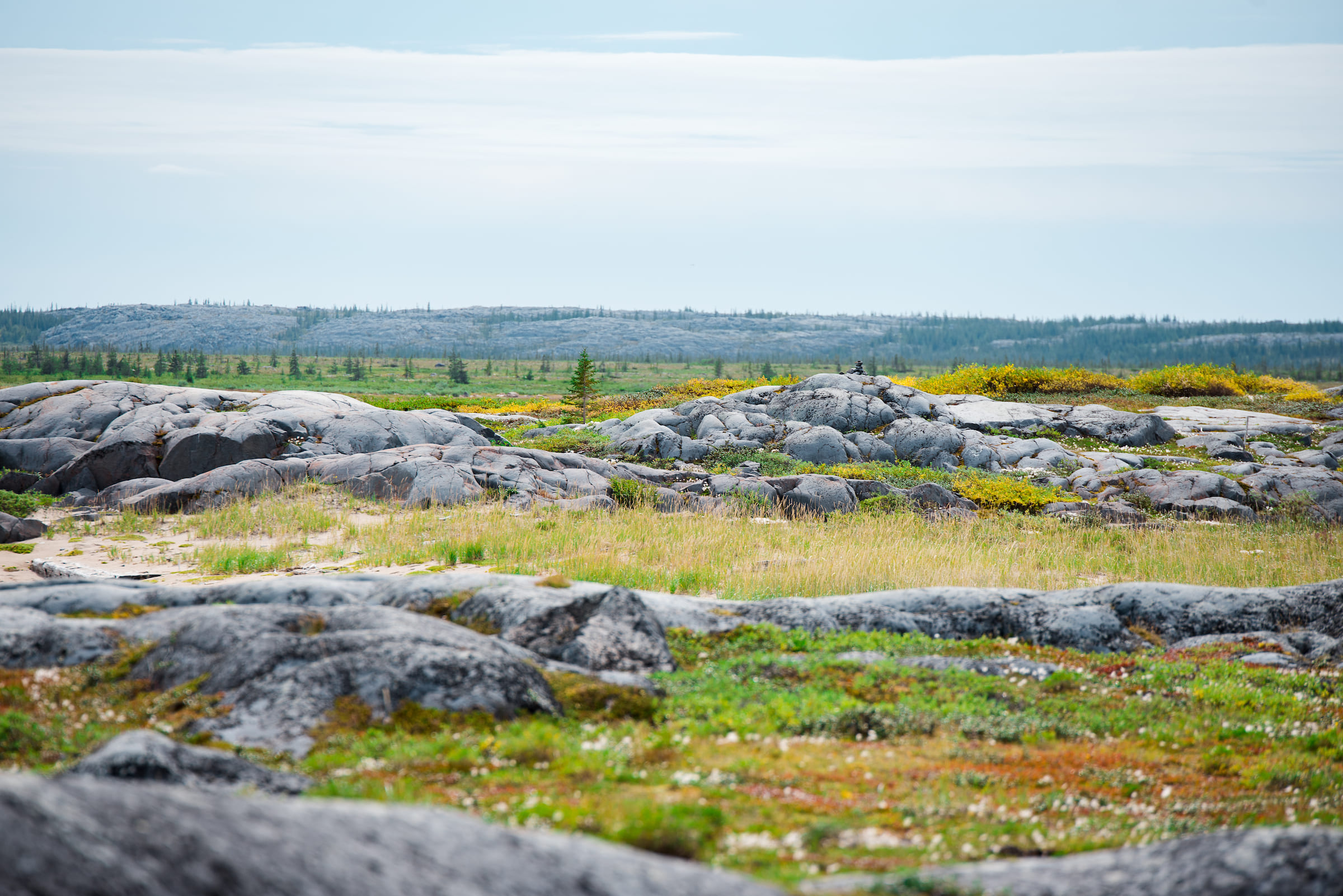 Photo from 7-Day Churchill Beluga Whale and Polar Bear Adventure safari tour